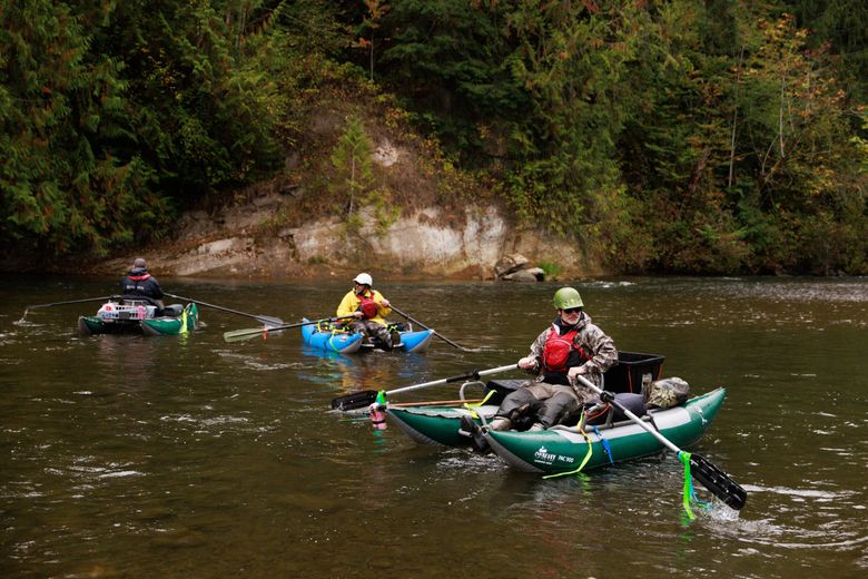 On the Green River are, from left, Jesse Nitz, fisheries biologist at Muckleshoot Indian Tribe, and state Fish and Wildlife scientific technicians Dave Smith and Dan Estell. (Erika Schultz / The Seattle Times)
