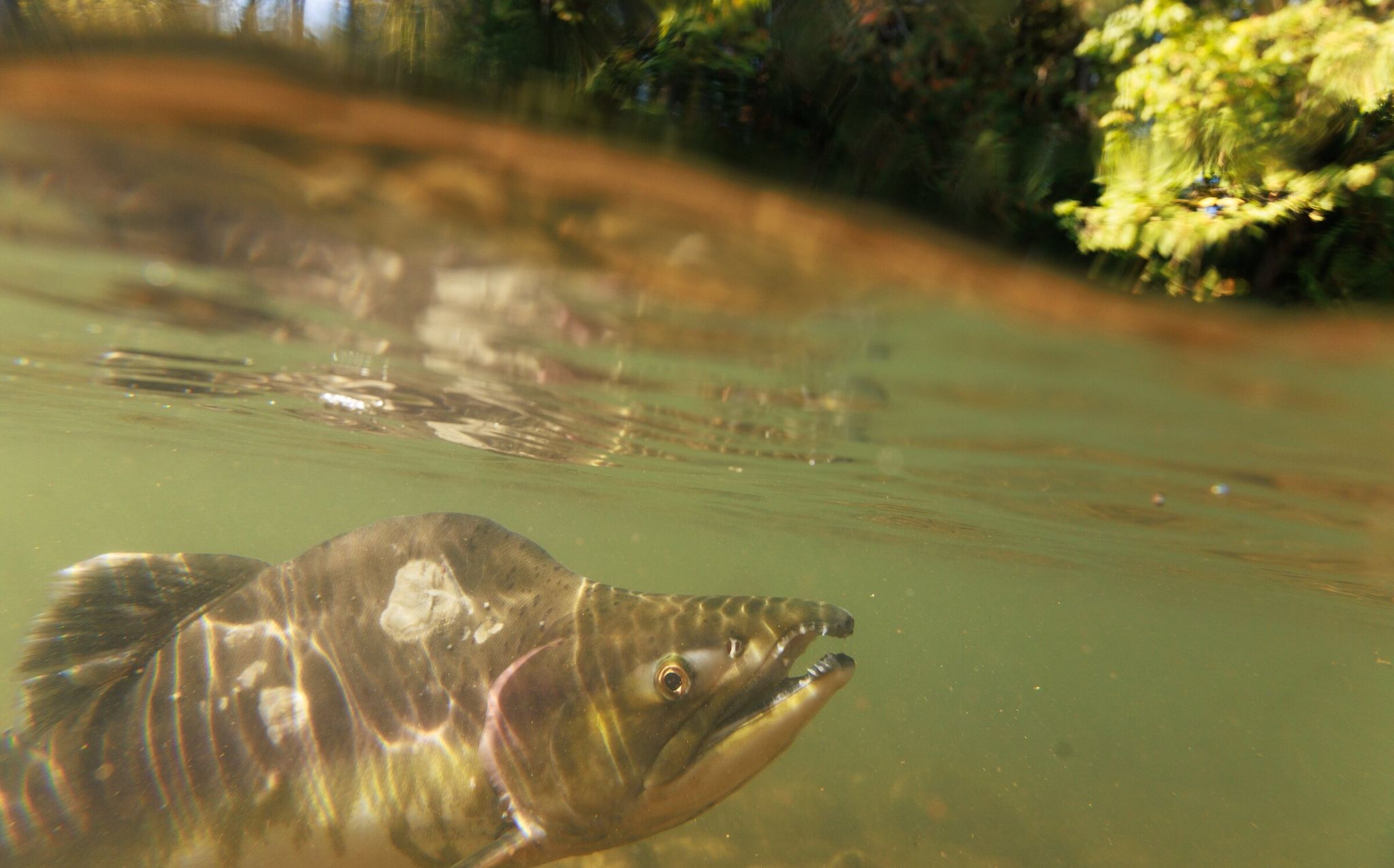 Image Description not available