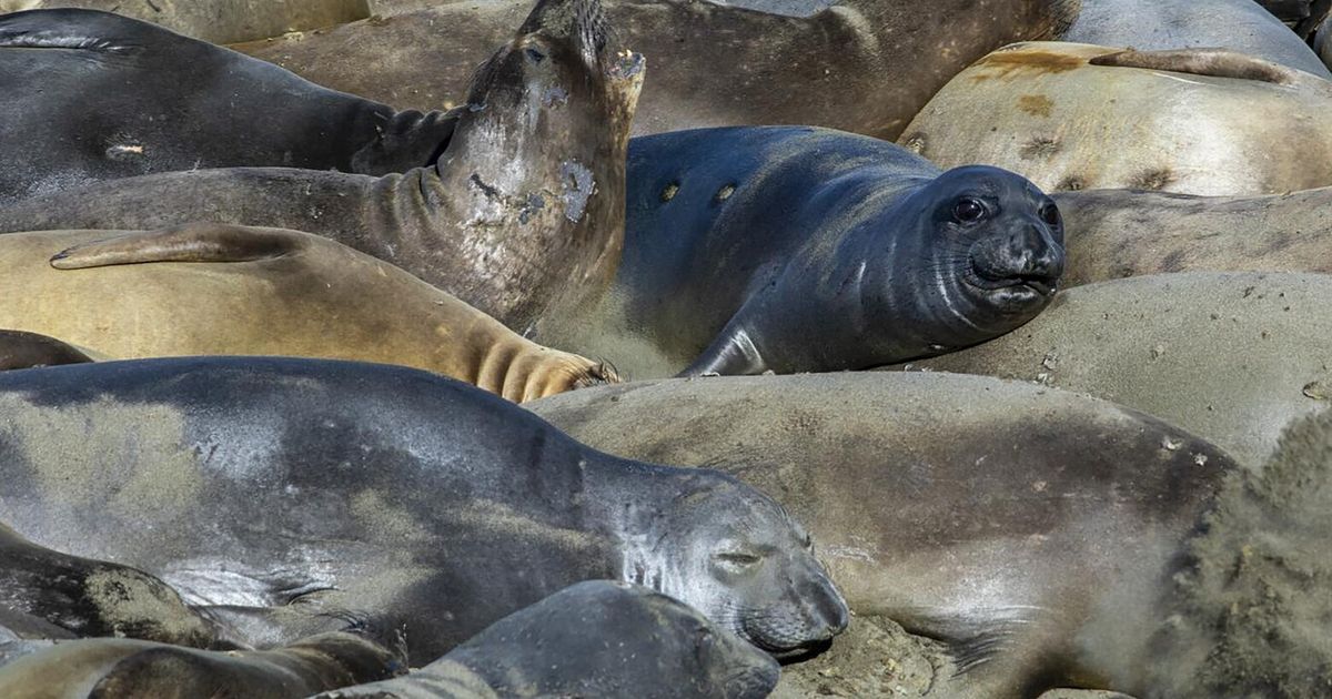 Deadly bird flu found in California elephant seals for the first time