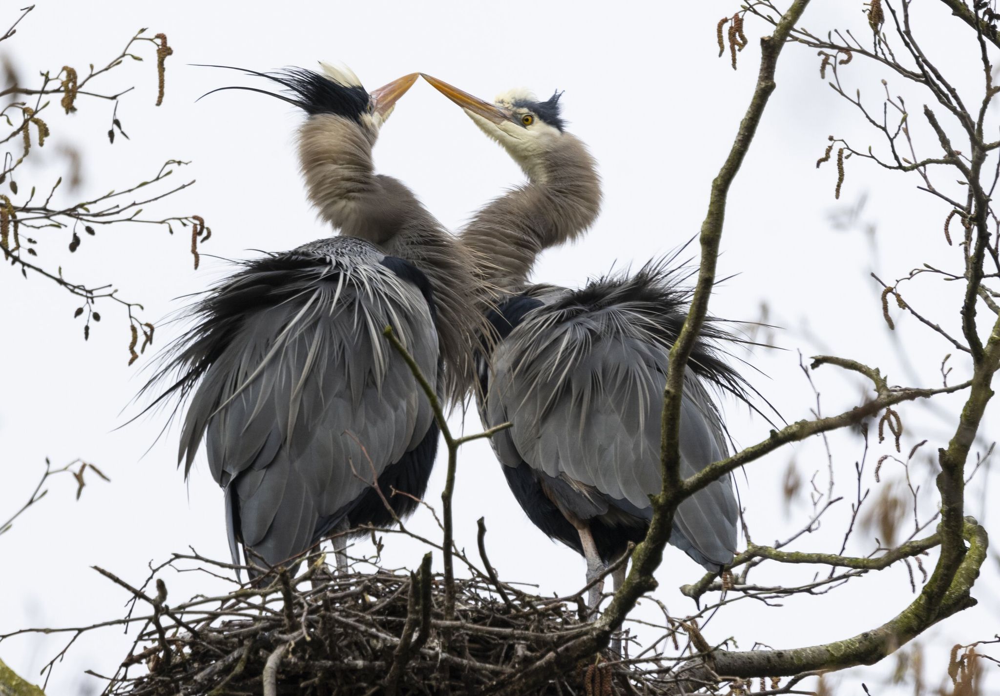 Two great blue herons share a moment on branches above Commodore Park near the Ballard Locks on Friday. Now is the perfect time to watch the birds. Once they lay eggs and their chicks hatch, the trees will be covered in leaves, hiding the birds aloft. Though they are high up, now is the time to observe them. (Ellen M. Banner / The Seattle Times)