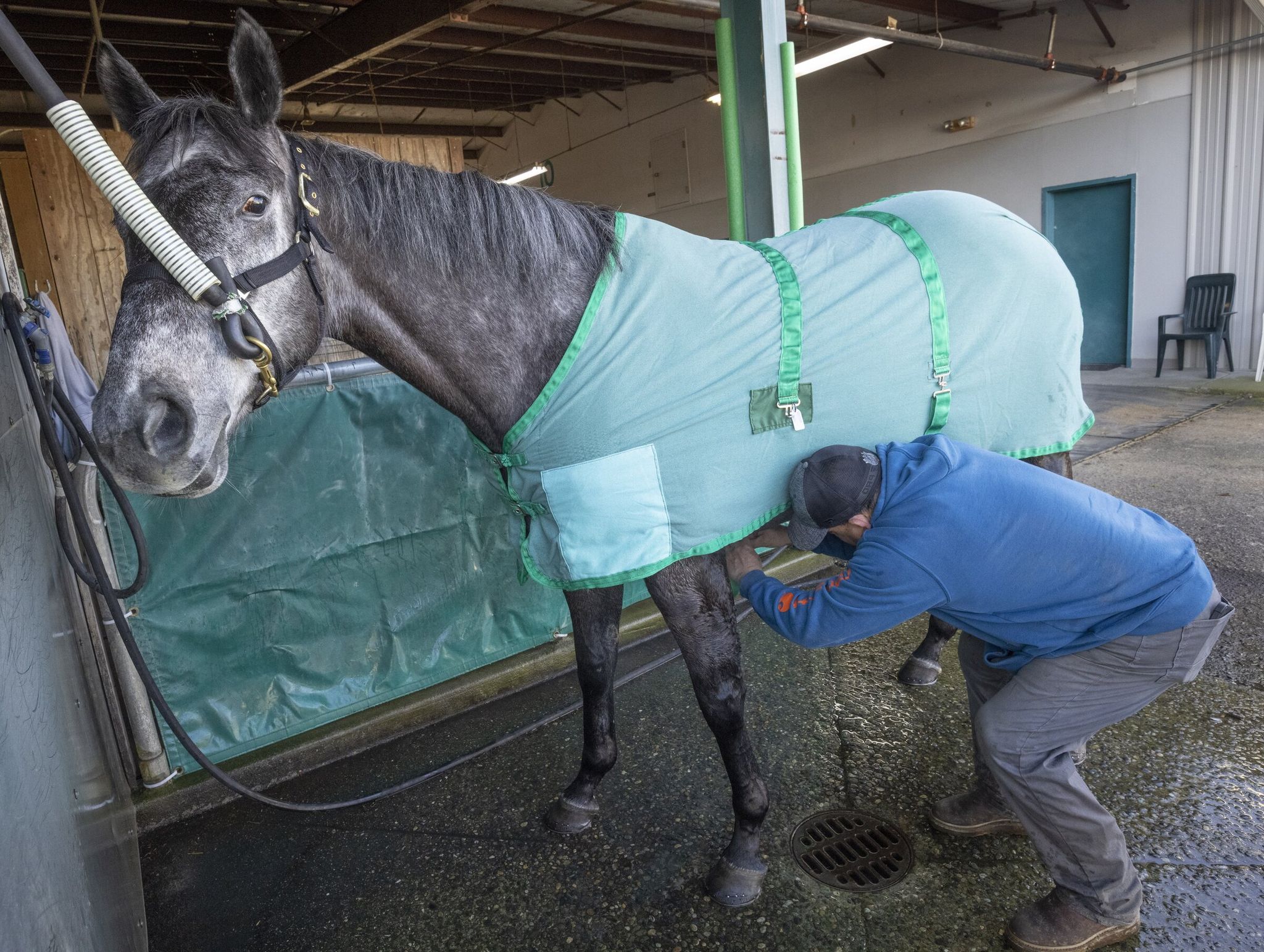 After Aloha Breeze, Emerald Downs’ 2025 Horse of the Year, circled the track as the ceremonial first horse on the first day of training at Emerald Downs for the 2026 season, it was hosed down and then covered by groom Fernando Ochoa. (Ellen M. Banner / The Seattle Times)