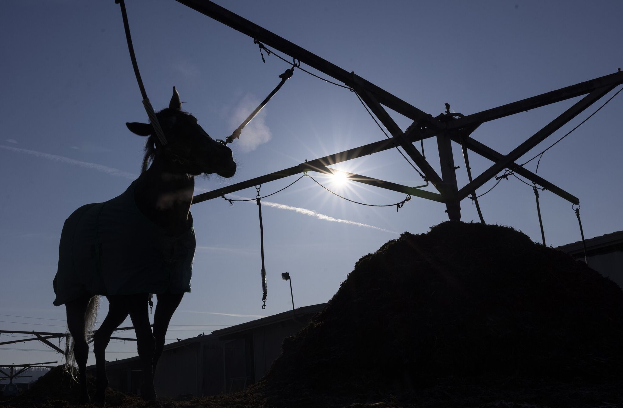 Aloha Breeze cools off on a mechanical walker after running around the track as the ceremonial first horse on the first day of training at Emerald Downs for the 2026 season, March 2. (Ellen M. Banner / The Seattle Times)