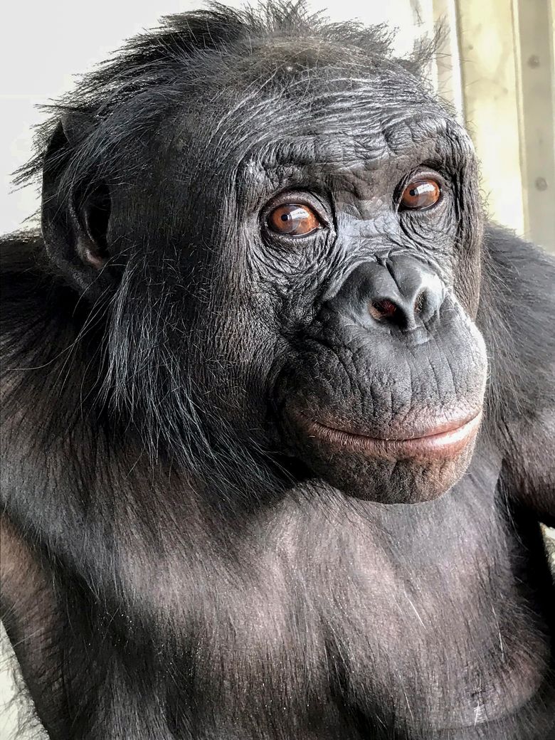 At a 'tea party' with scientists, this ape showed some imagination | The  Seattle Times