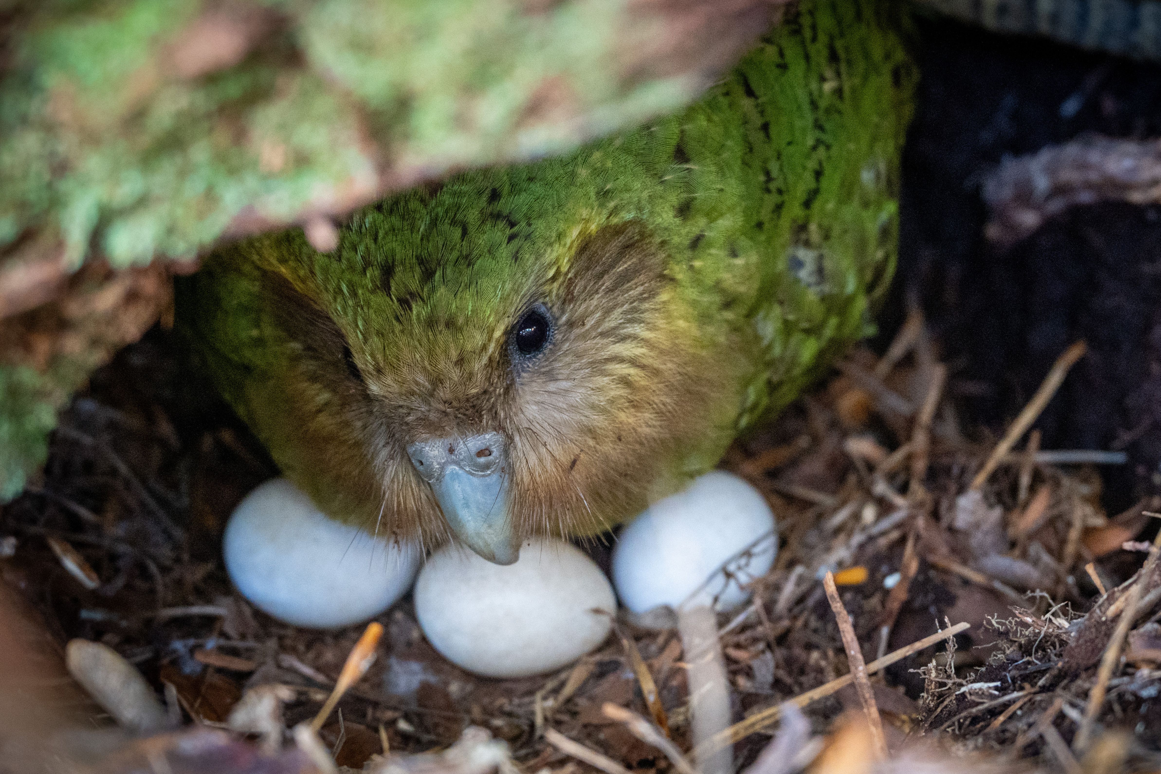 A bumper berry harvest has New Zealand's weird flightless parrot