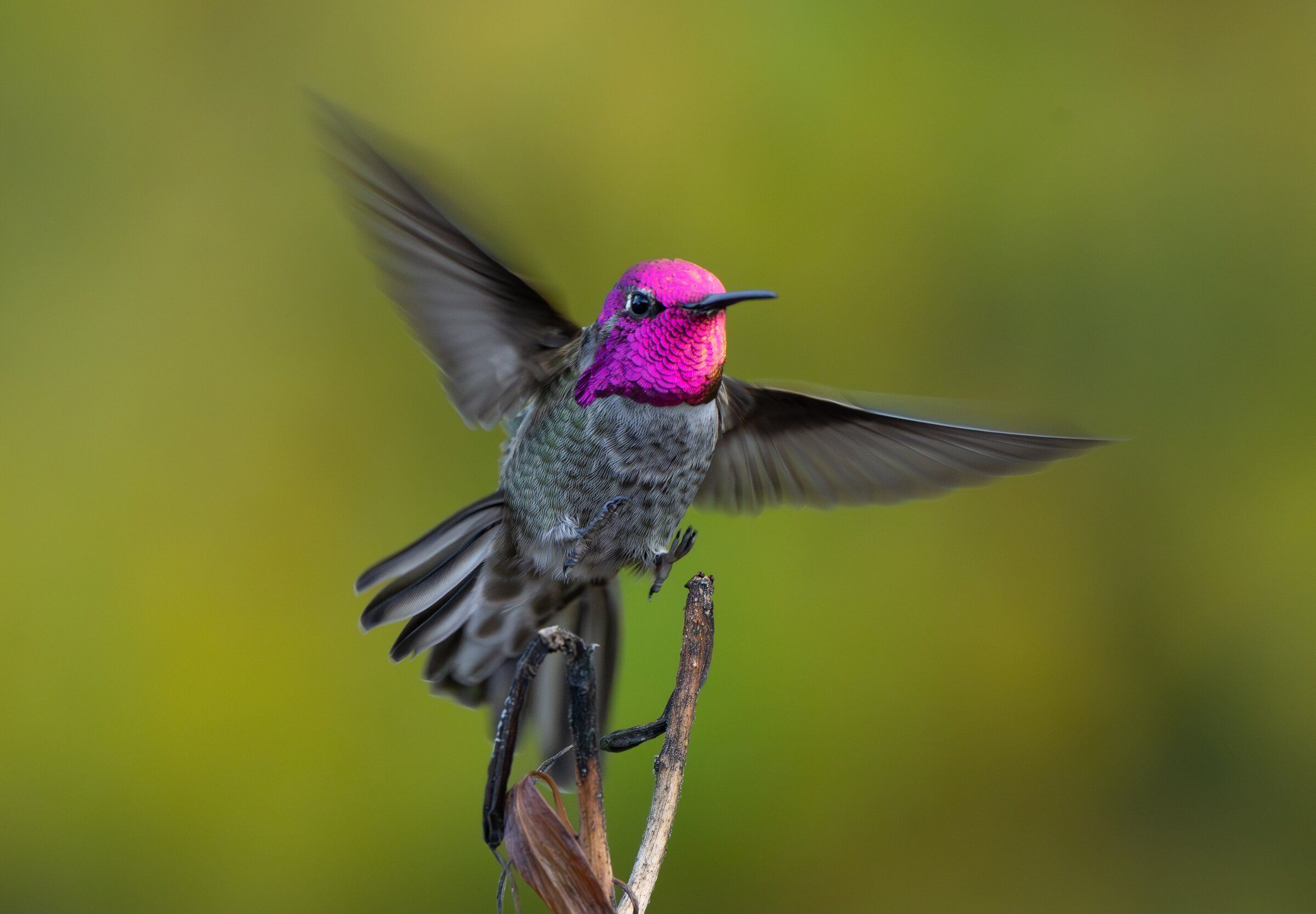 Popular WA bird picks a favorite perch | The Seattle Times