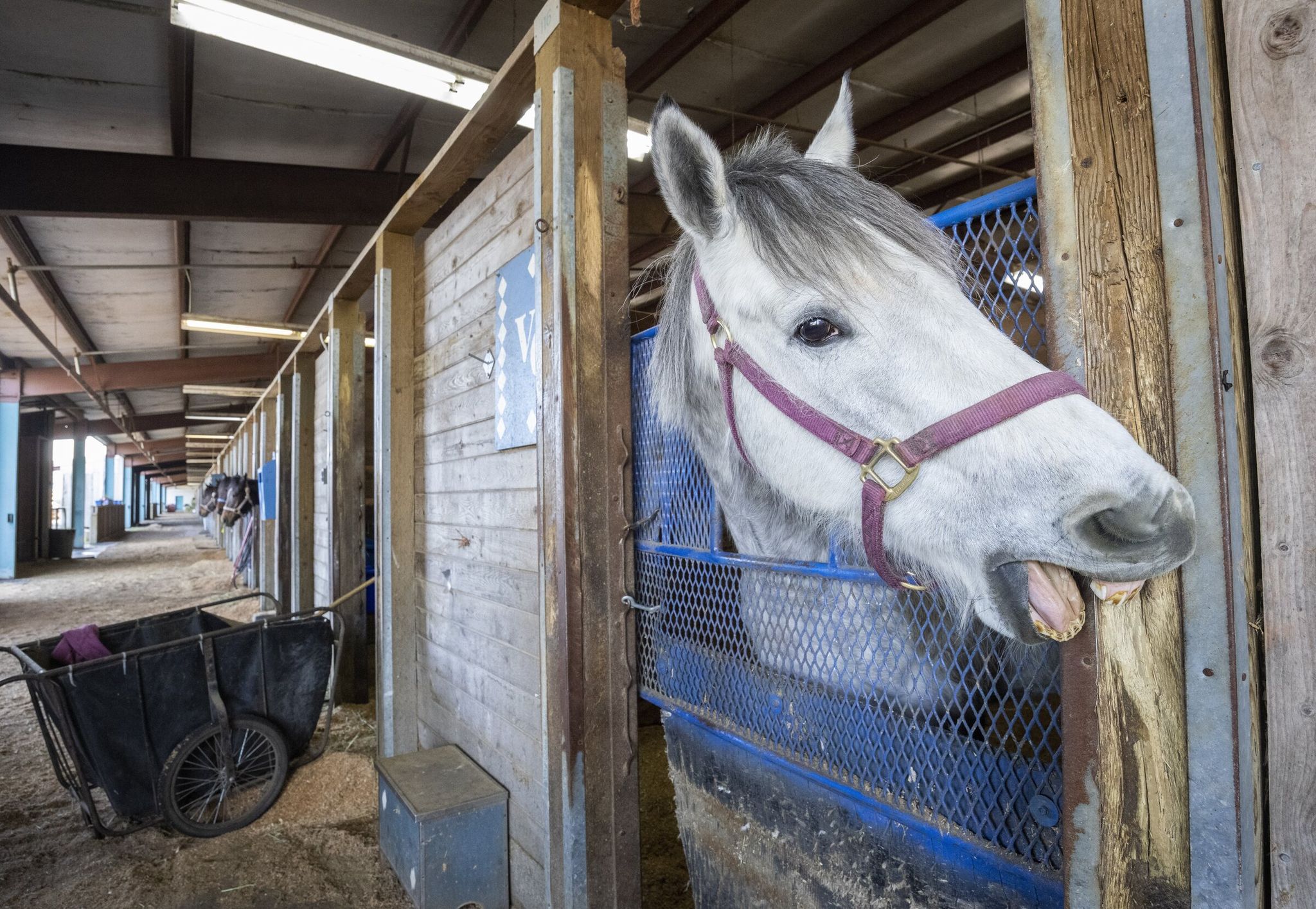 Ice Tower, one of many horses trained by Vince Gibson, bides its time waiting with other horses in the stalls for its turn to go out and train at Emerald Downs on March 2, 2026. (Ellen M. Banner / The Seattle Times)