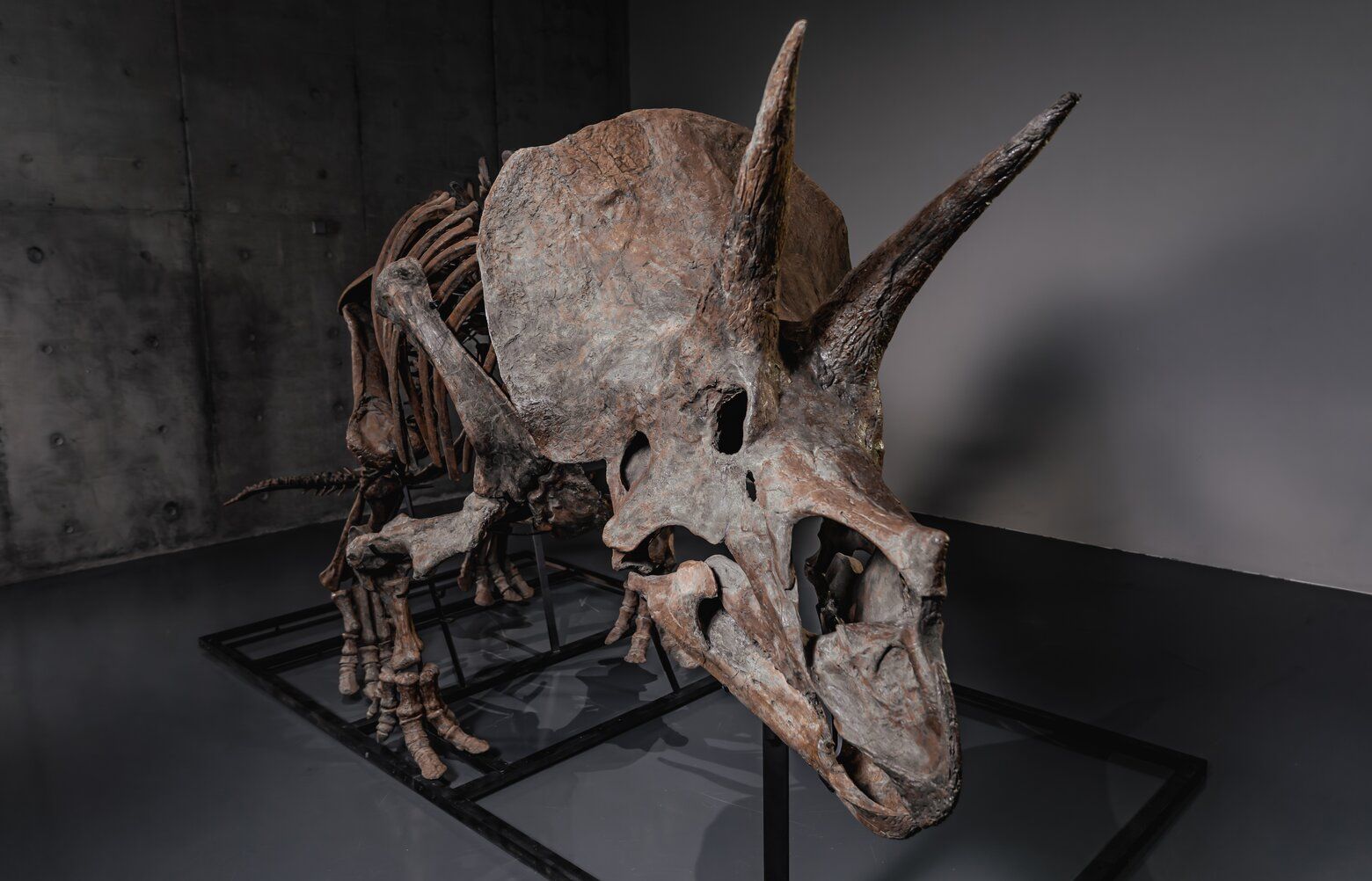 Triceratops skeleton 'Trey' to hit the auction block as dinosaur