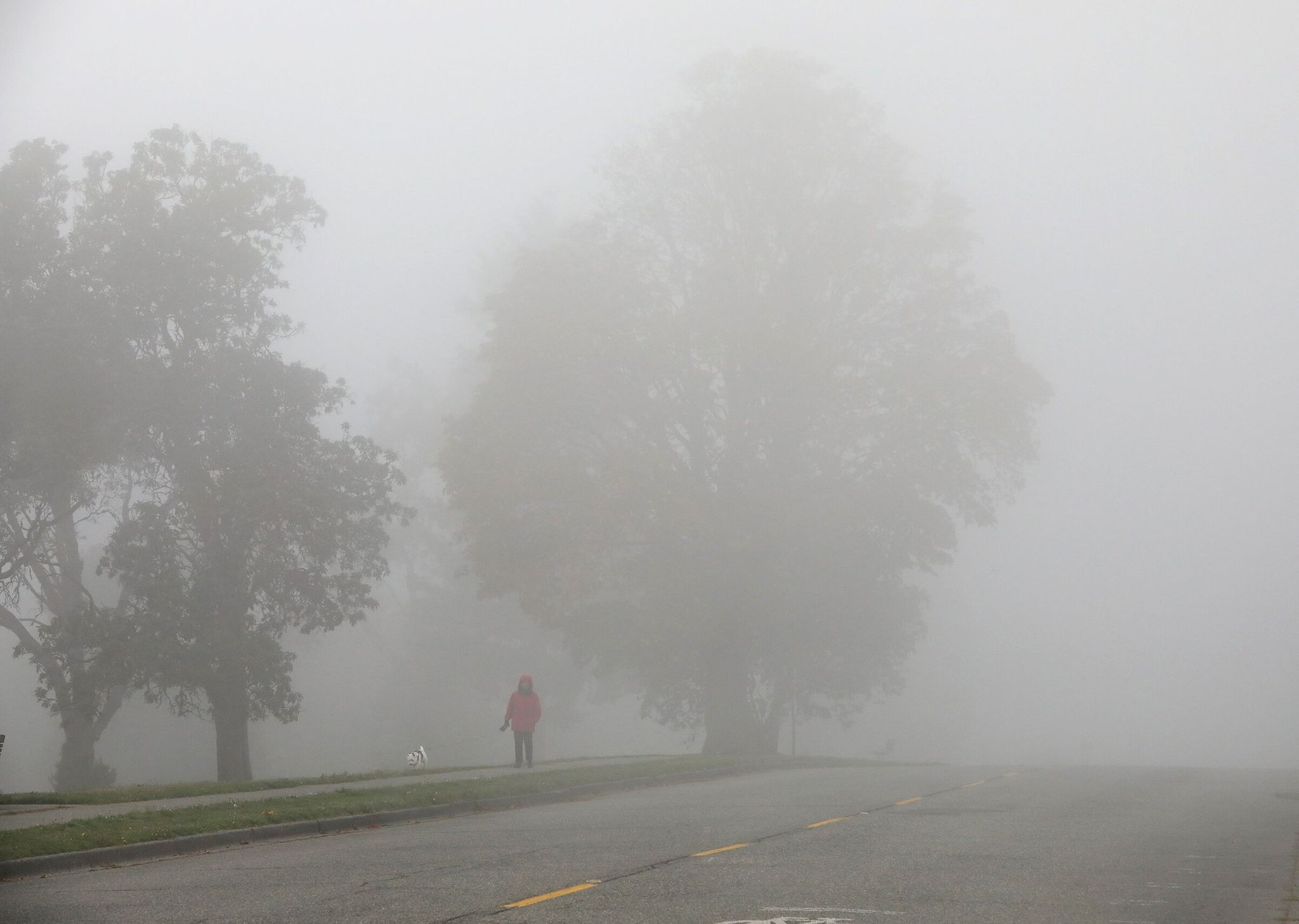 Thick fog hides a pedestrian walking a dog along Magnolia Boulevard West in the Magnolia neighborhood. More employers are recognizing the need for medical benefits for women in years unrelated to childbearing. (Greg Gilbert / The Seattle Times, 2018)