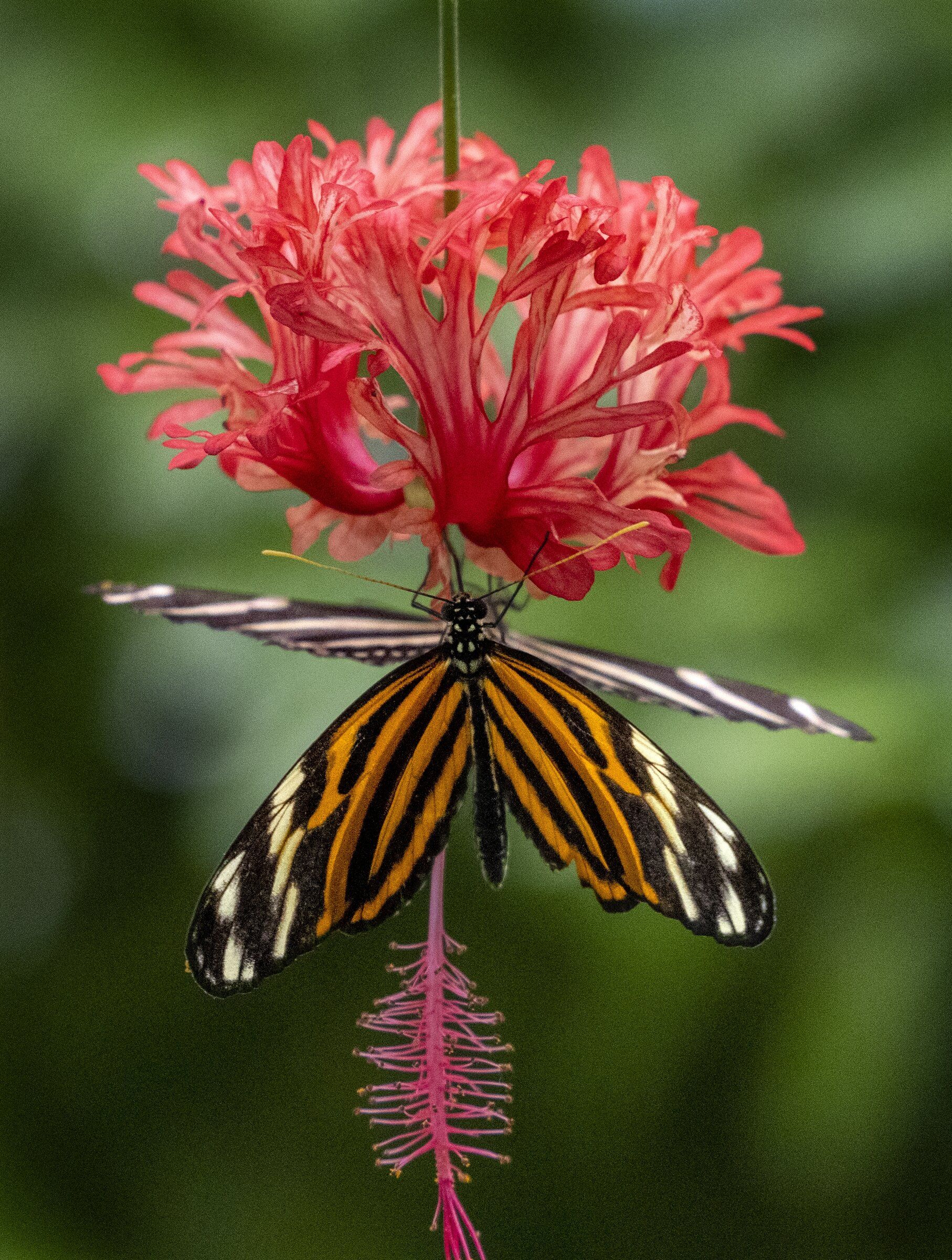 Escape to the tropics at the Pacific Science Center butterfly