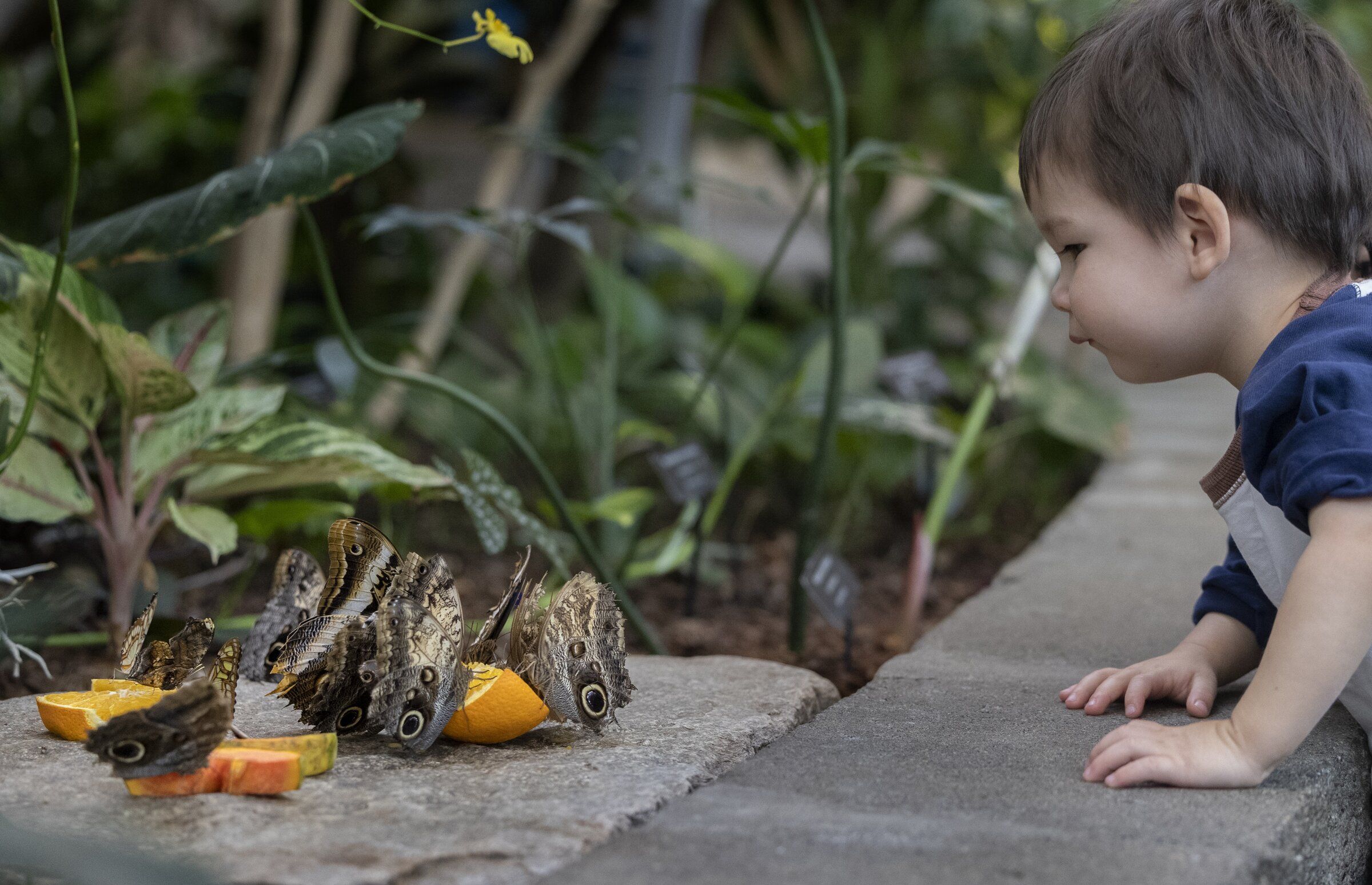 Escape to the tropics at the Pacific Science Center butterfly