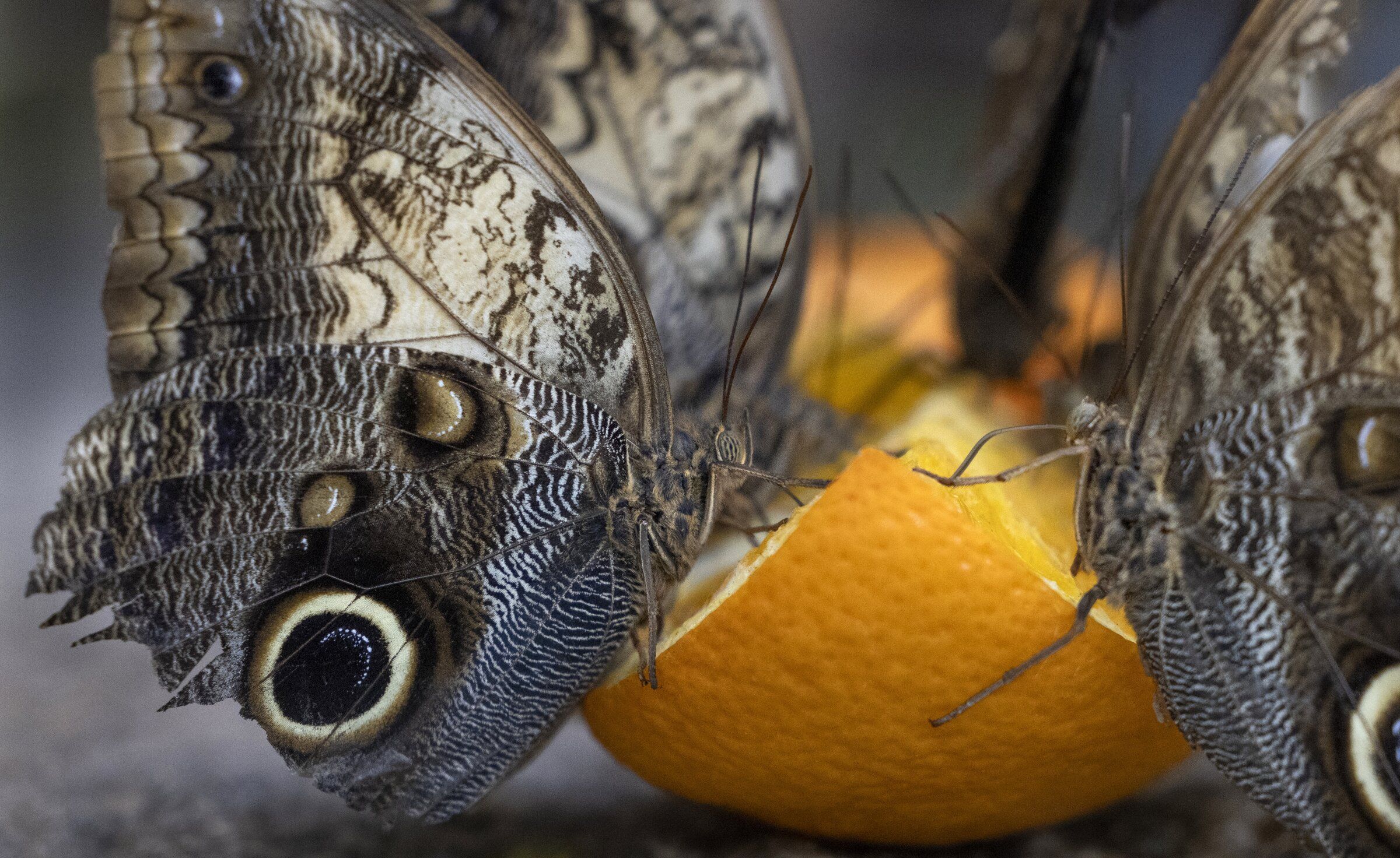 Escape to the tropics at the Pacific Science Center butterfly