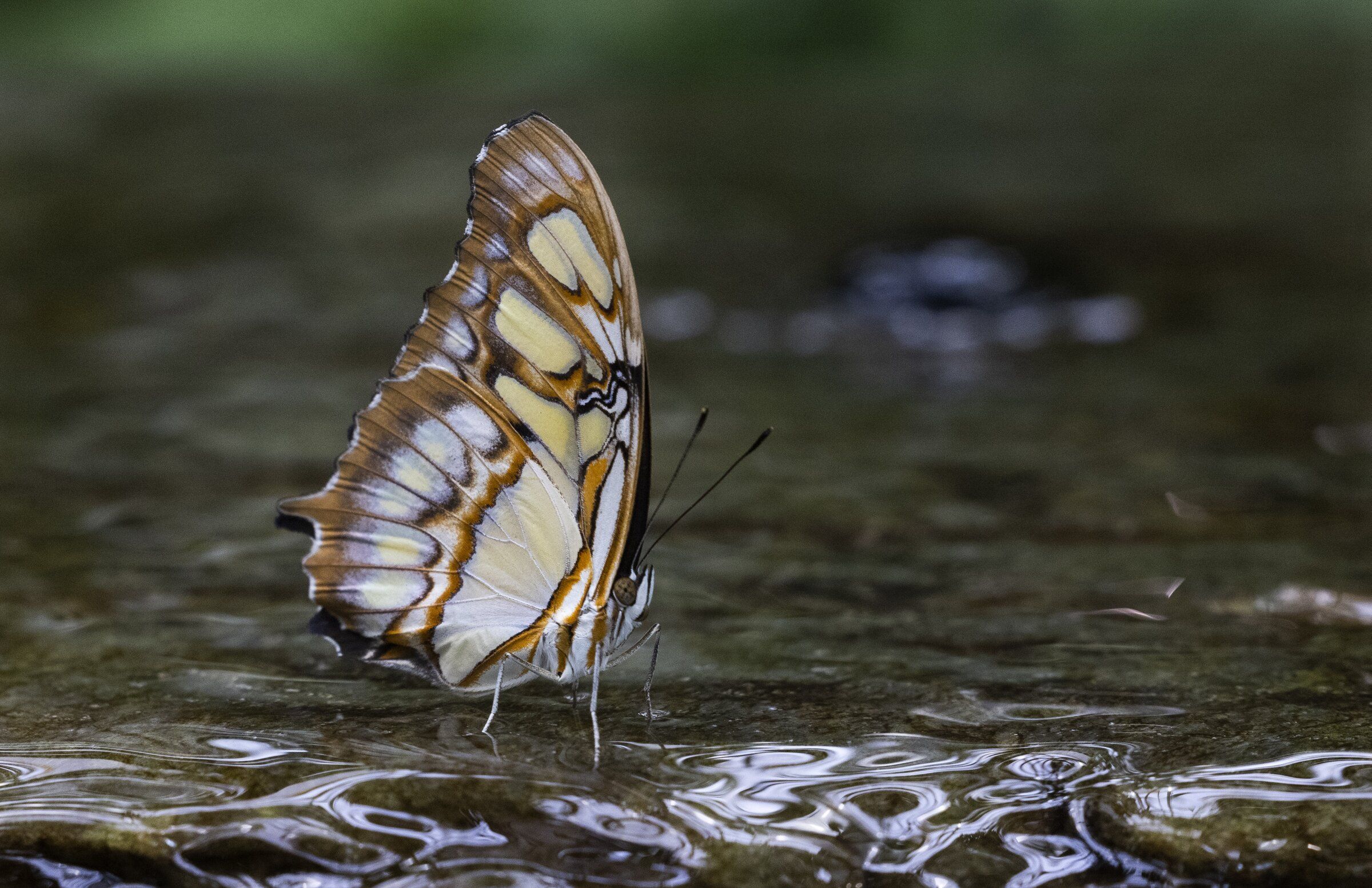 Escape to the tropics at the Pacific Science Center butterfly
