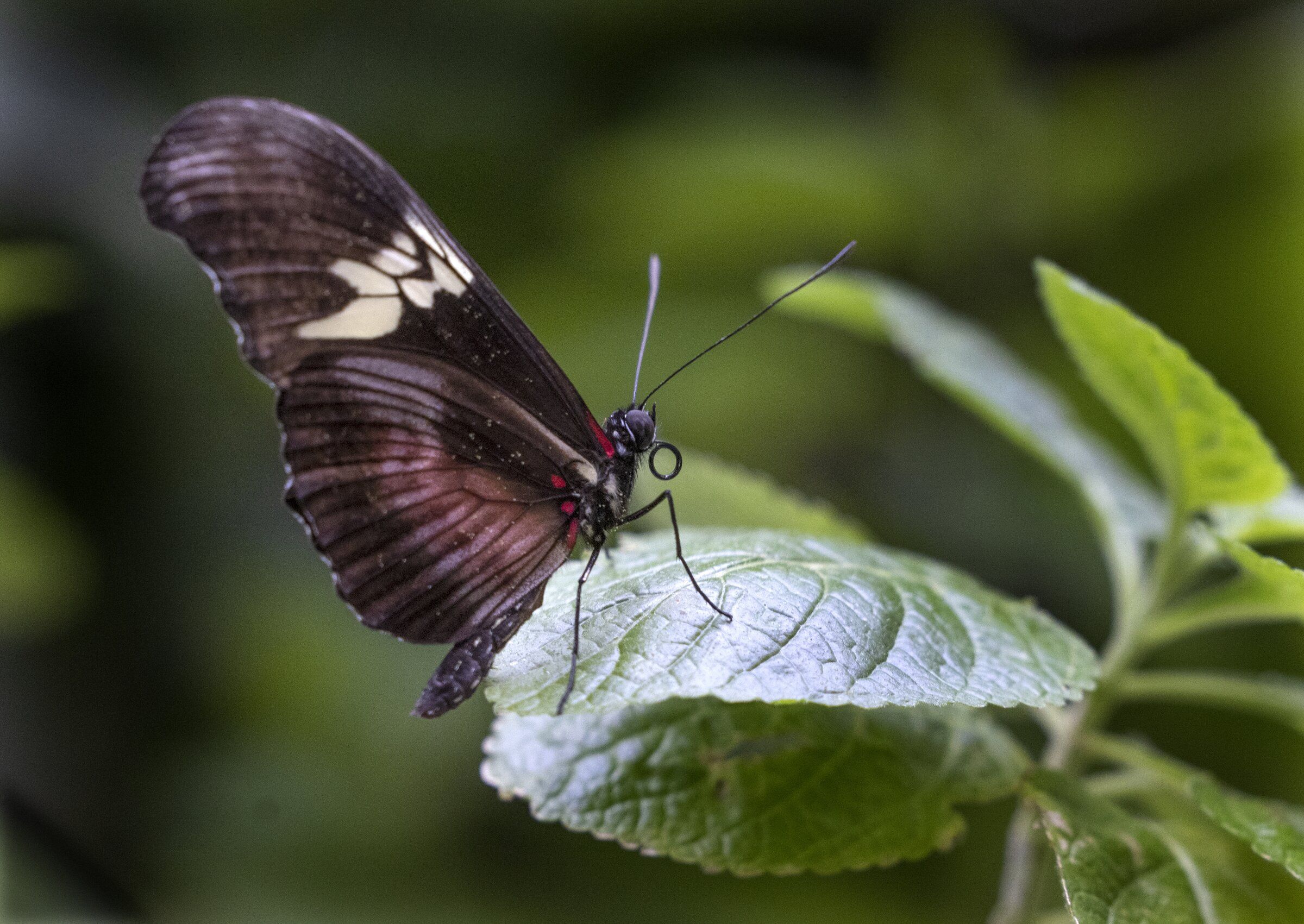 Escape to the tropics at the Pacific Science Center butterfly