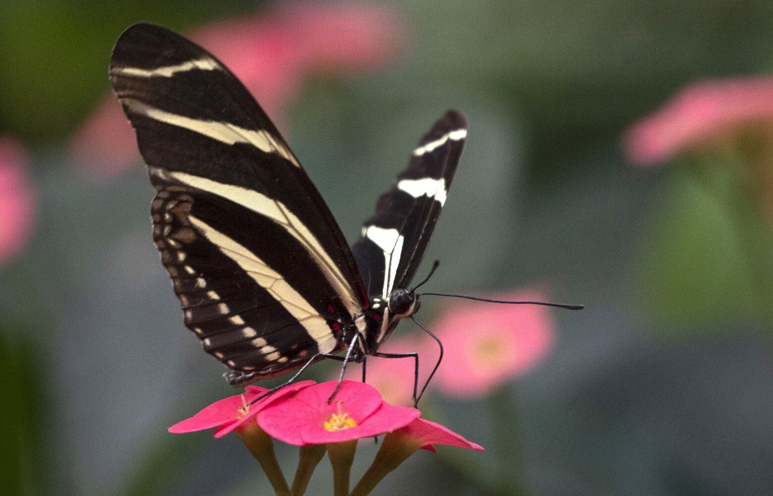 Escape to the tropics at the Pacific Science Center butterfly