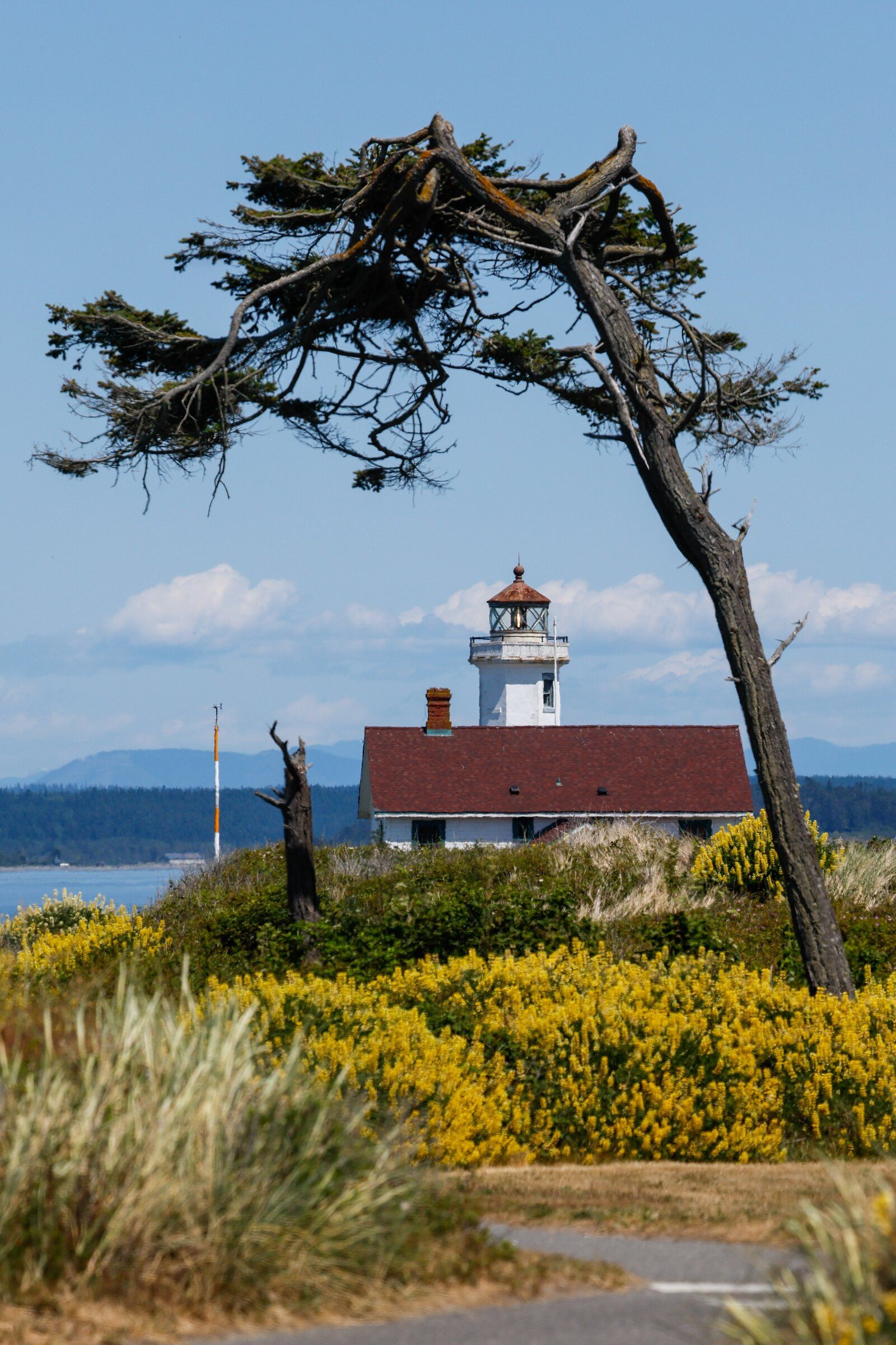 Желтый кустовой люпин ярко цветет возле маяка Поинт-Уилсон в историческом парке штата Форт Уорден. (Дженнифер Бьюкенан / The Seattle Times, 2025)
