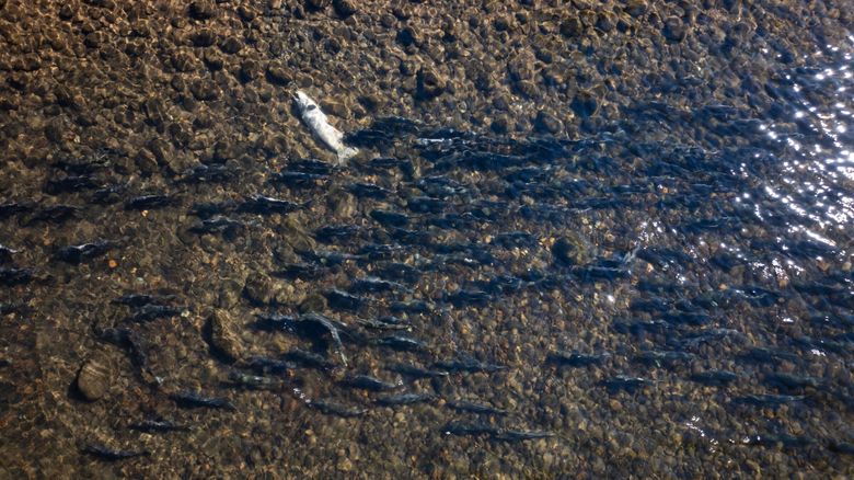 Pink salmon swim past the carcass of a female Chinook salmon in the Green River at Flaming Geyser State Park in southwest King County. (Erika Schultz / The Seattle Times)