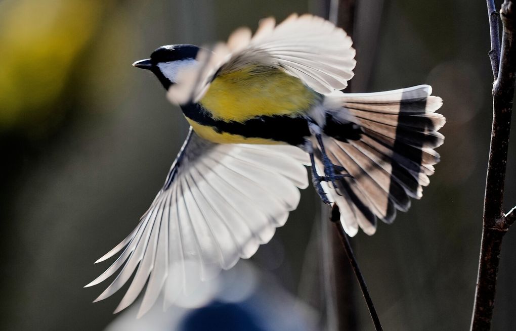do birds eat cigarettes & Butts Why City Birds Love Cigarettes
