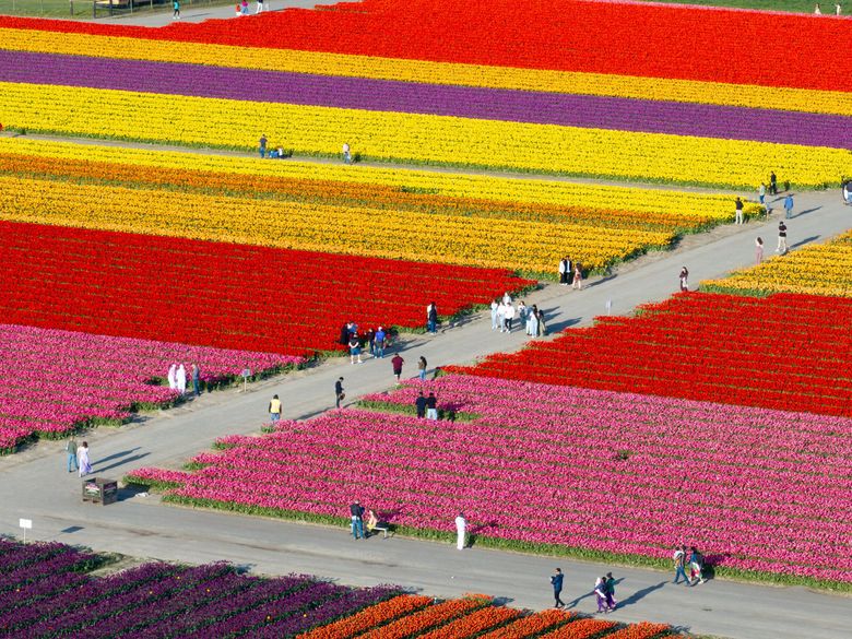 Skagit Valley Tulip Festival 2026: How to explore WA's blooms | The Seattle Times