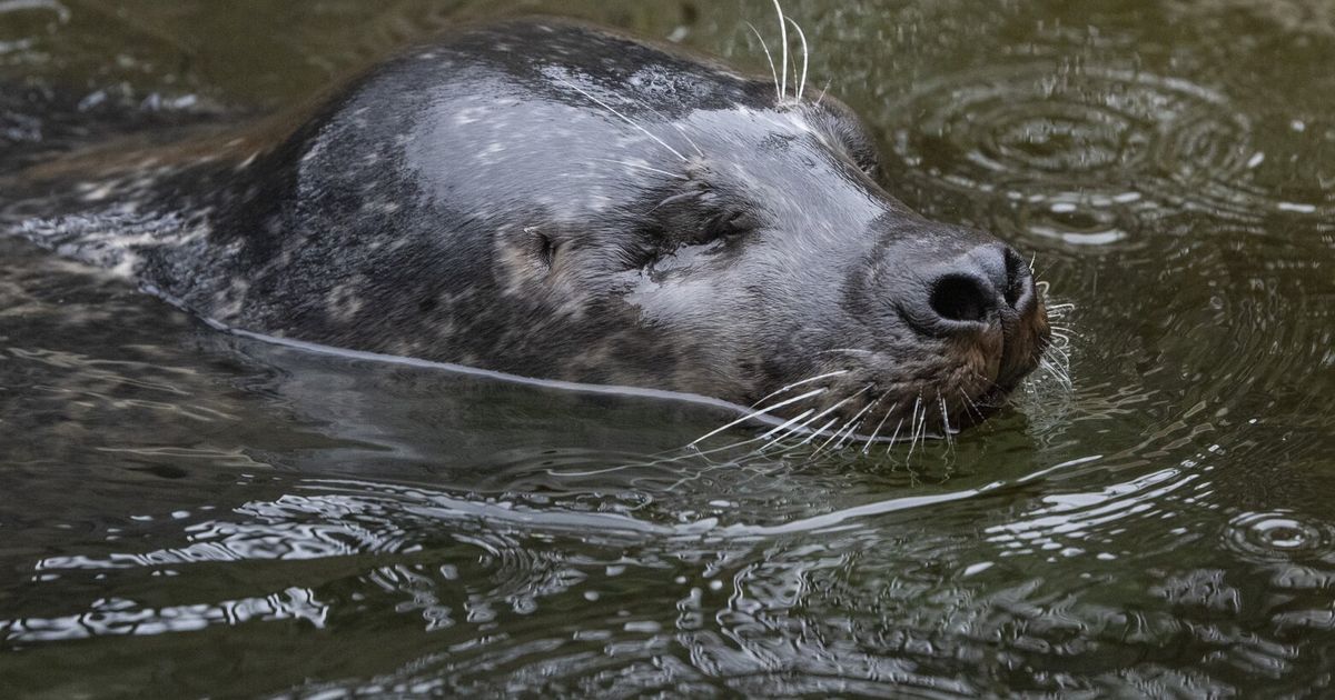 Blind rescued harbor seal joins Point Defiance Zoo & Aquarium.