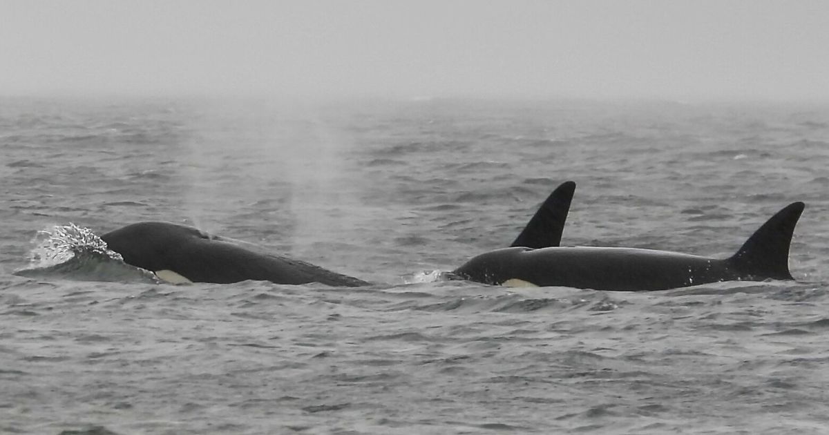 Who are these mysterious orcas swimming around Puget Sound?