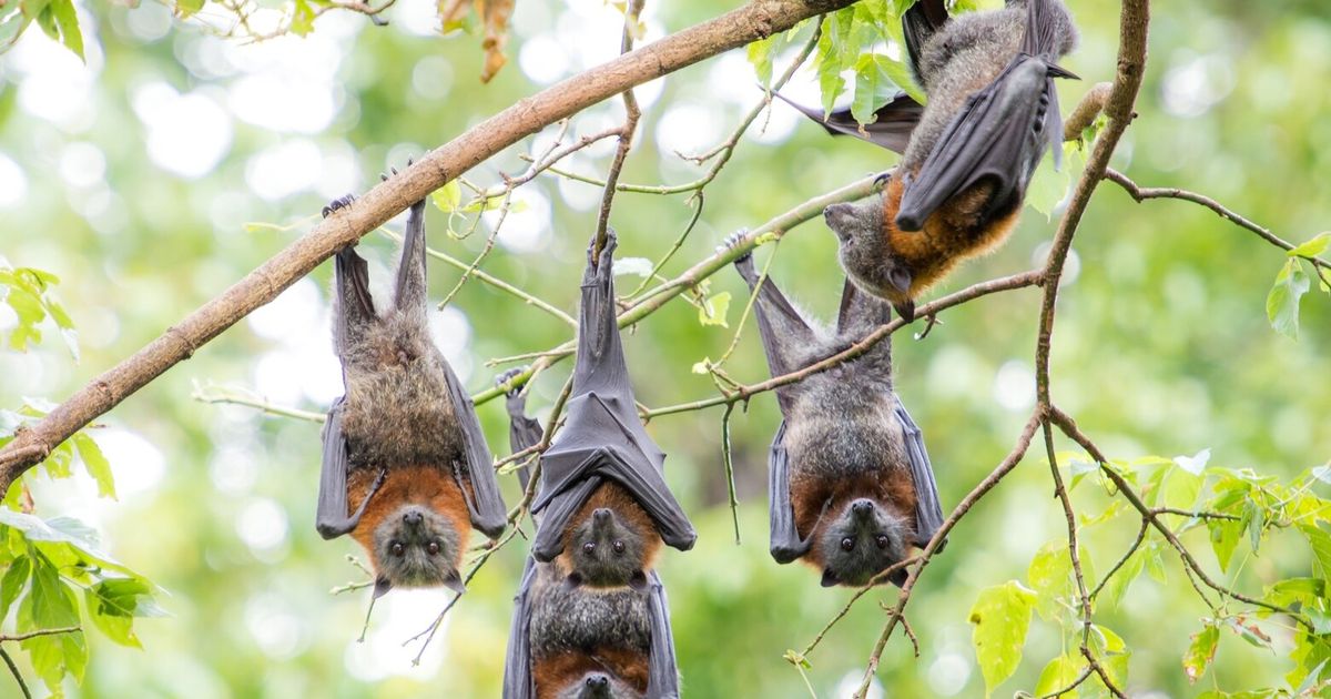 We’ve been underestimating flying foxes | The Seattle Times