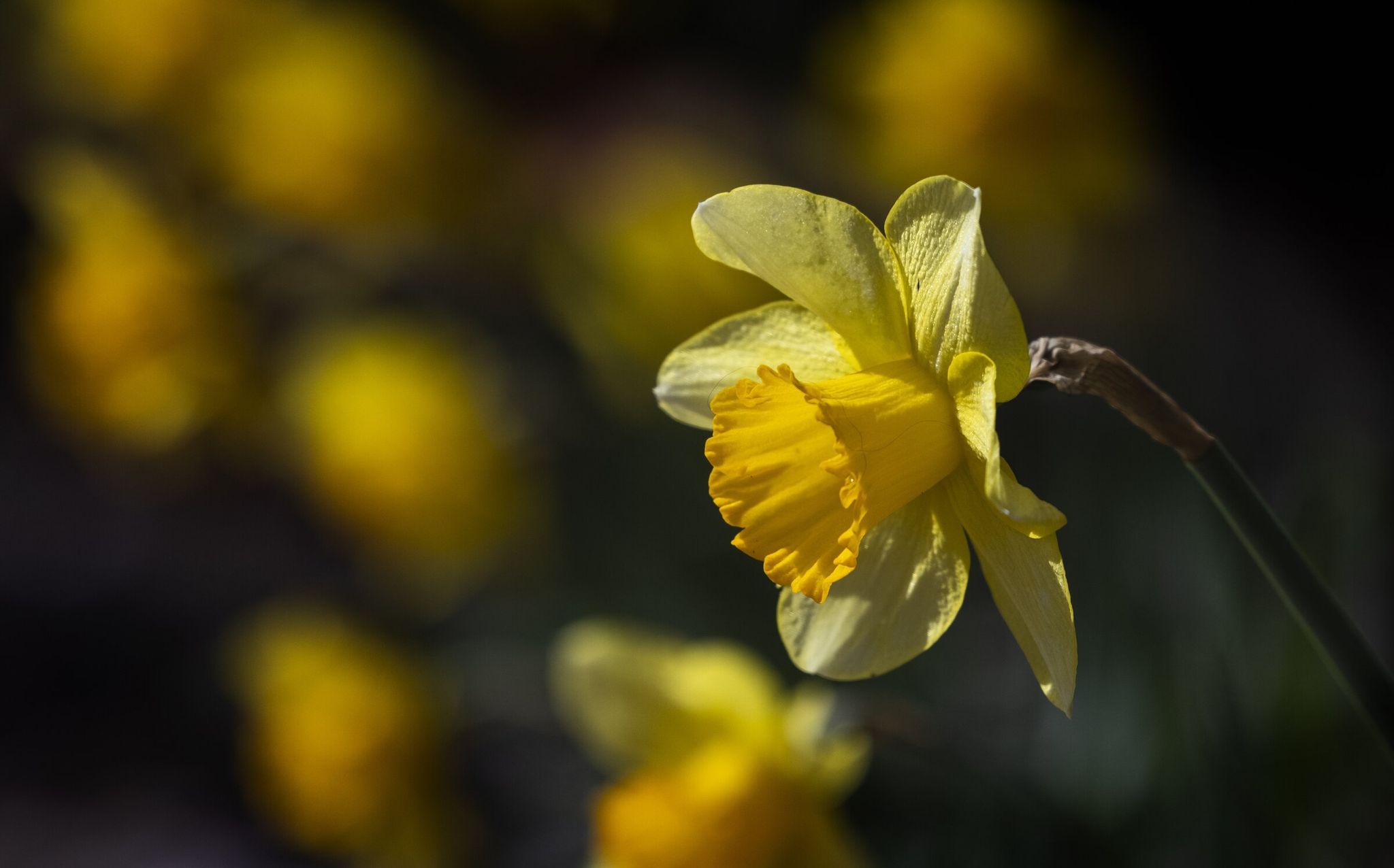 Daffodils bloom on South Spokane Street near the intersection with Beacon Avenue South on Friday. (Ellen M. Banner / The Seattle Times)