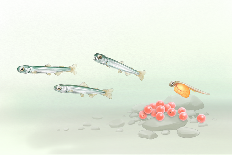 Pink salmon fry, lacking any markings for camouflage, migrate to saltwater immediately (Illustration by Fiona Martin / The Seattle Times).