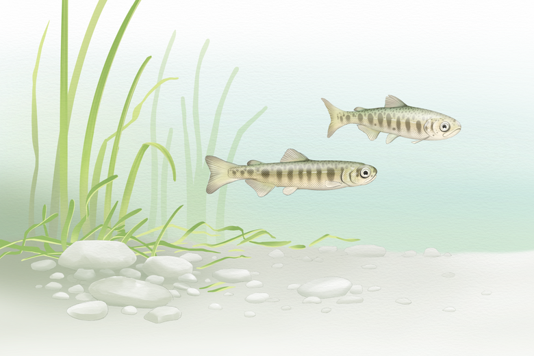 Juvenile Chinook typically spend up to a few months to a year in freshwater before migrating to the ocean (Illustration by Fiona Martin / The Seattle Times).