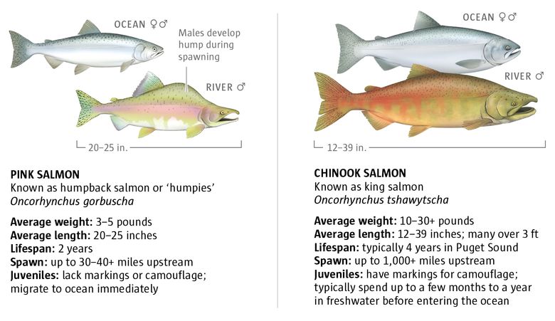 Anatomy and life cycle of pink salmon versus Chinook (Illustration by Fiona Martin / The Seattle Times).