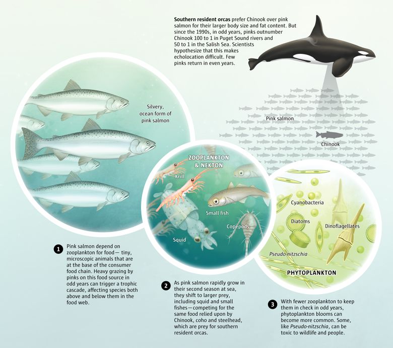 In the North Pacific, large aggregations of pink salmon depend on zooplankton for food— tiny, microscopic animals that are at the base of the consumer food chain. Heavy grazing by pinks on this food source in odd years can trigger a trophic cascade, affecting species both above and below them in the food web. As pink salmon rapidly grow in their second season at sea, they shift to larger prey, including squid and small fishes—competing for the same food relied upon by Chinook, coho and steelhead, which are prey for southern resident orcas. With fewer zooplankton to keep them in check in odd years, phytoplankton blooms can become more common. Southern resident orcas prefer Chinook over pink salmon for their larger body size and fat content. But since the 1990s, in odd years, pinks outnumber Chinook 100 to 1 in Puget Sound rivers and 50 to 1 in the Salish Sea. Scientists hypothesize that this makes echolocation difficult. Few pinks return in even years (Illustrations by Fiona Martin / The Seattle Times).