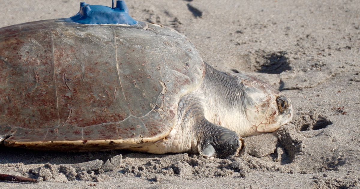 A 3-limbed Kemp’s ridley sea turtle is now being tracked at sea by ...