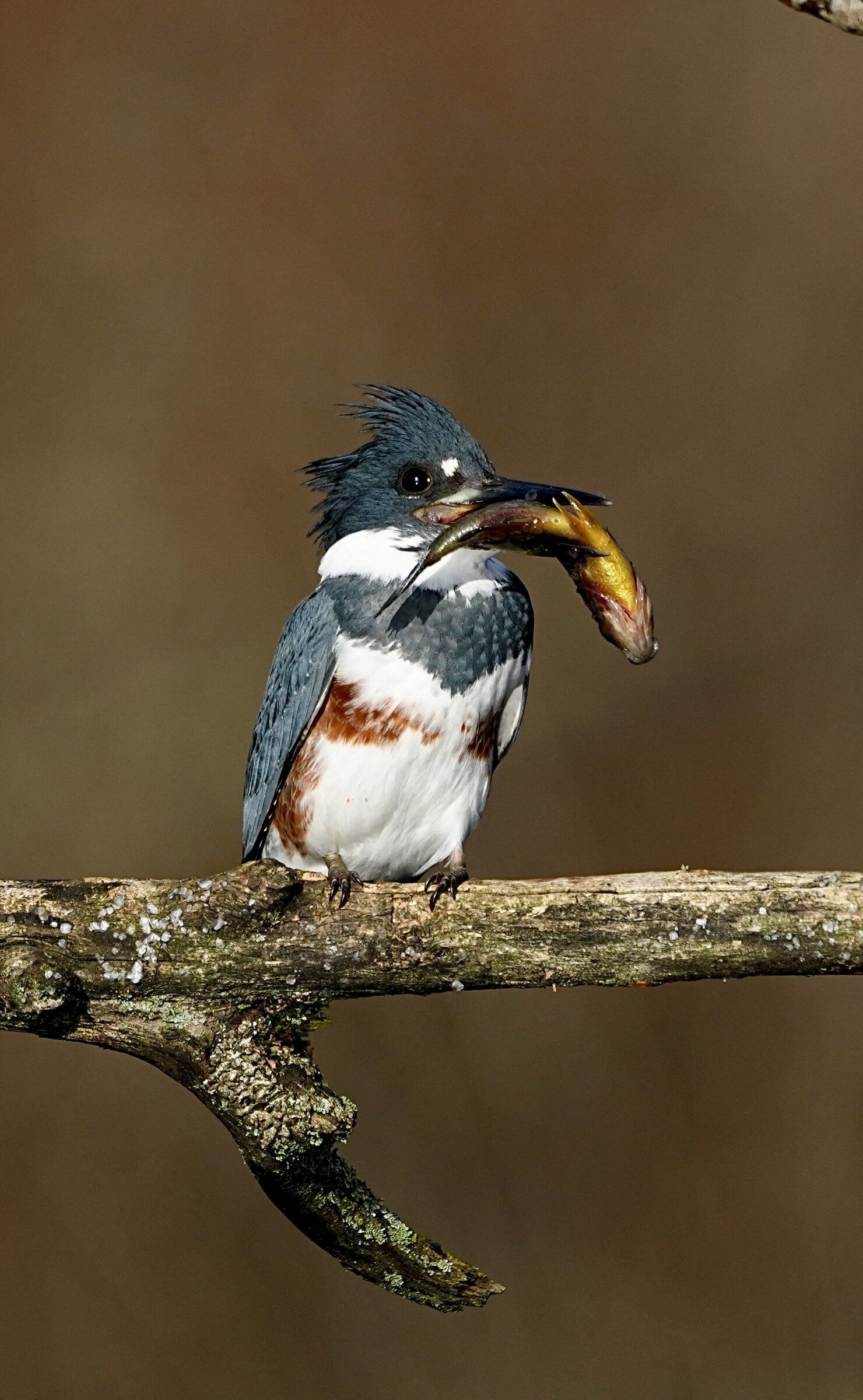 Kingfisher lives up to its name with a catch on WA river | The