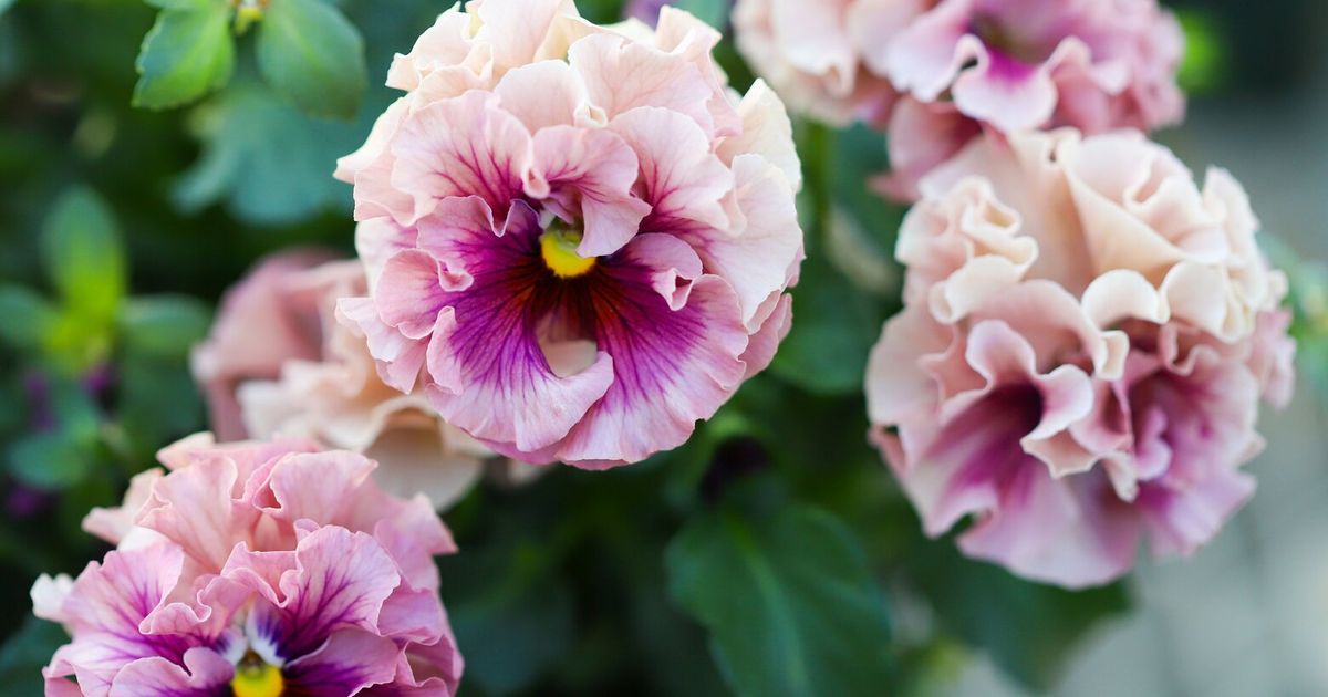 Japanese plant breeder Isao Sato and Camano Island flower farmer Brenna Estrada bring fresh attention to pansies with Sato's frilly Antoinette and Twilight collections.