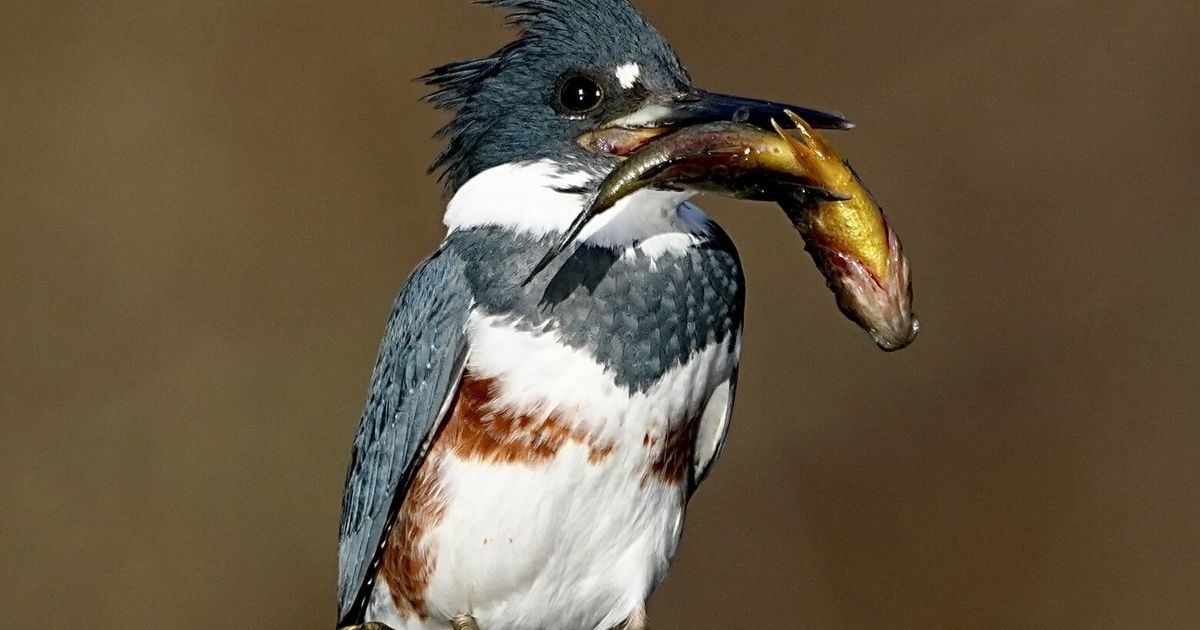 A kayaker drifts close enough to witness a fishing master show off its skills in this week's Reader's Lens pick. Here's how to share your photos of the Northwest.