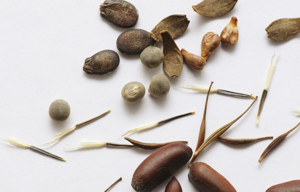 Open Source Seed Initiative protects plant genetics and cultural history