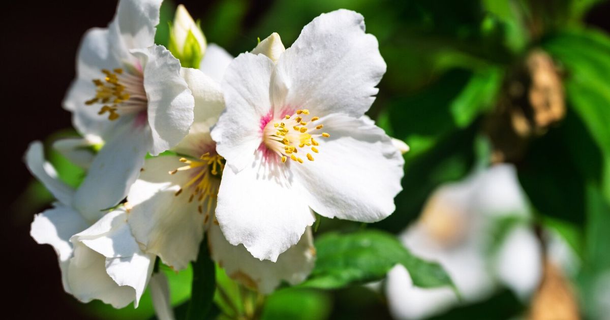 Wake up the garden with these 5 fragrant spring-blooming shrubs