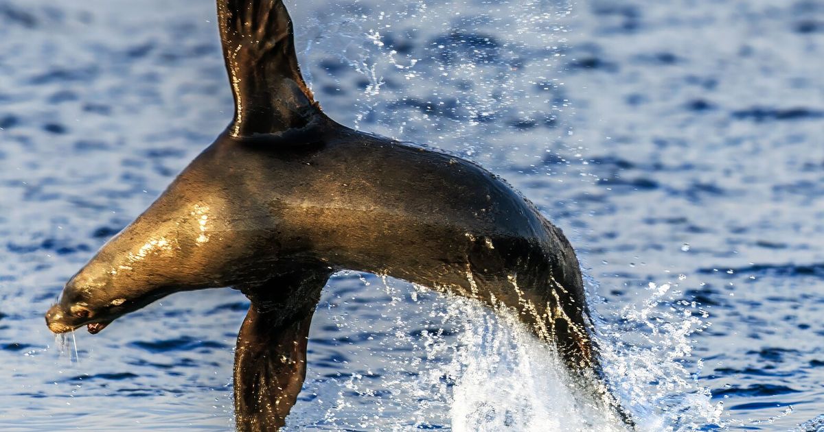 Water ballet the sea lion way