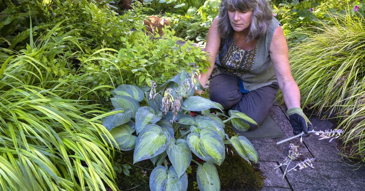 Garden therapy: Why getting your hands dirty is the best ‘medicine’