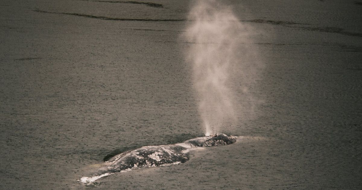 Gray whale, seen 20 miles inland, dies in WA’s Willapa River