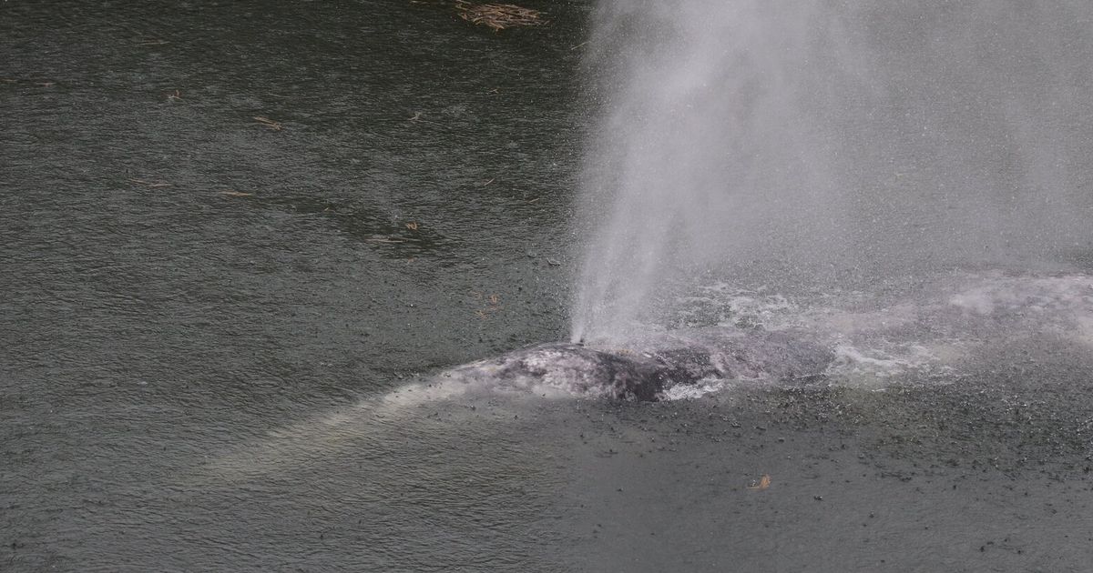 Three gray whales have turned up dead in Southwest Washington this week, a worrying sign that the species is struggling to bounce back from lean years.