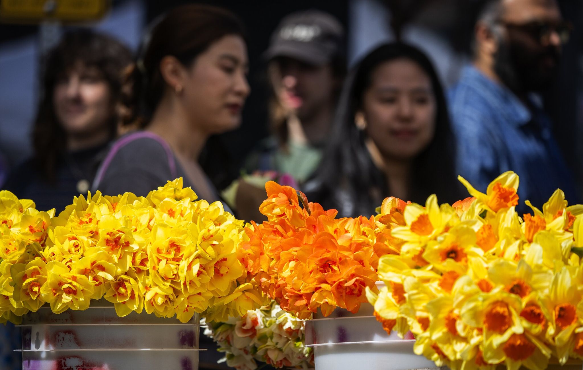 Daffodils for sale at the Ballard Farmers Market catching sunlight in front of visitors near Lia’s Garden, a vendor from Monroe, on Sunday in Seattle. (Ken Lambert / The Seattle Times)