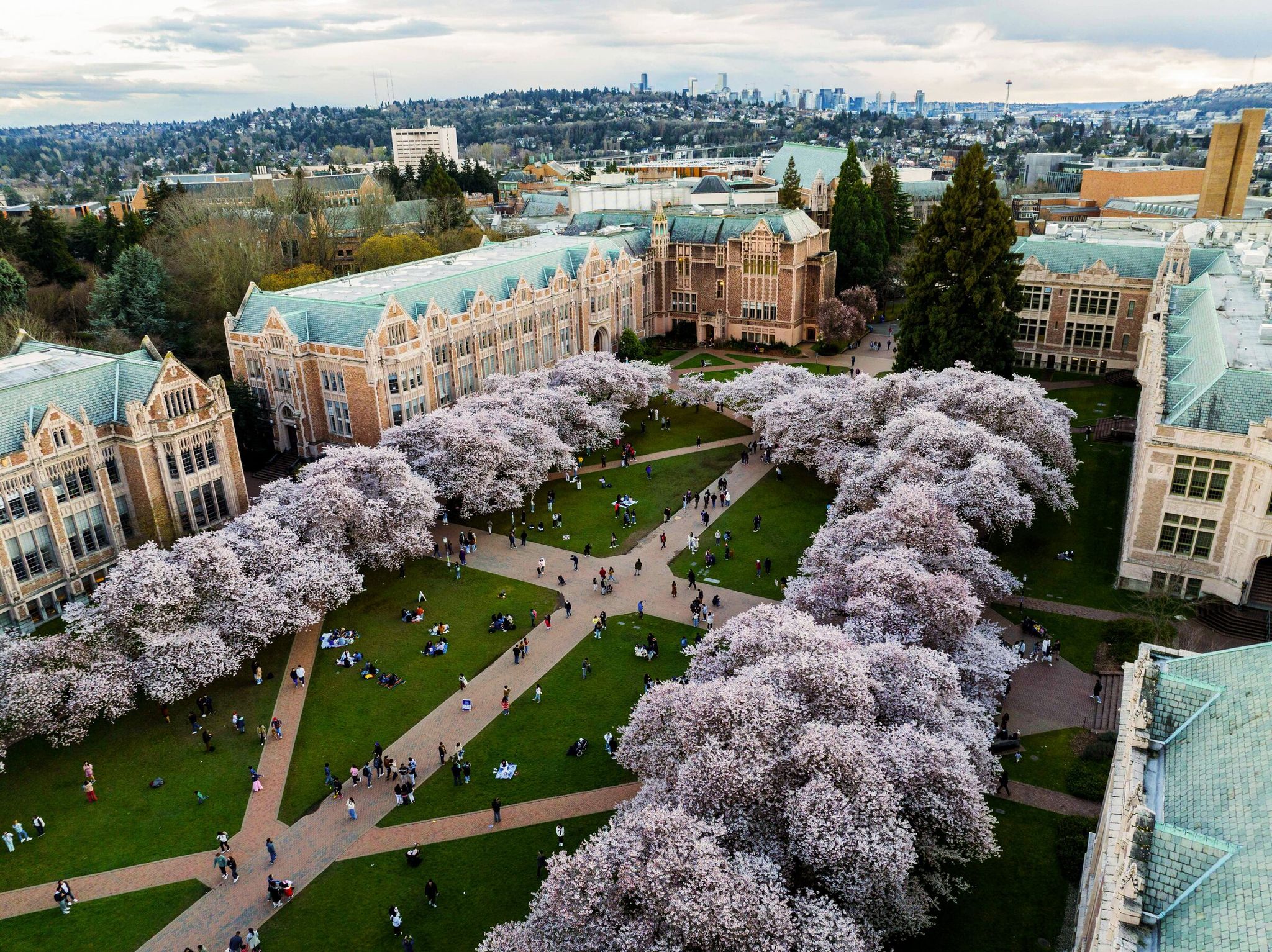 Visitors come from all over to see the cherry blossoms that adorn the Quad on the University of Washington campus. (Daniel Kim / The Seattle Times, 2023)