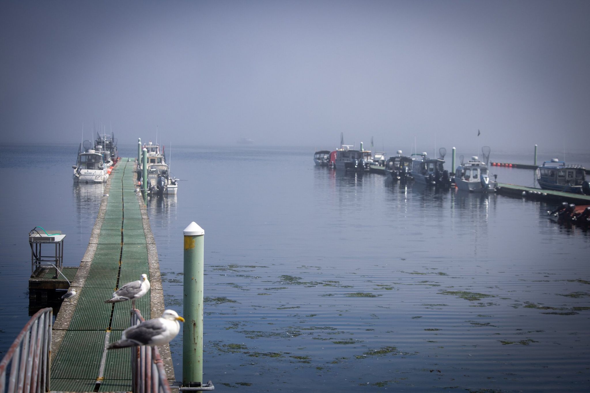 Gulls perched on the dock in Clallam Bay in Sekiu. (Audrey Richardson / The Seattle Times, archive)