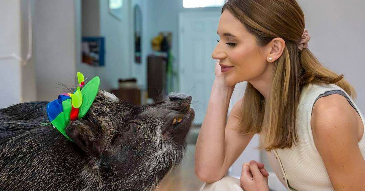 A Sacramento pig got his parents together and won a world record, all in 4 years