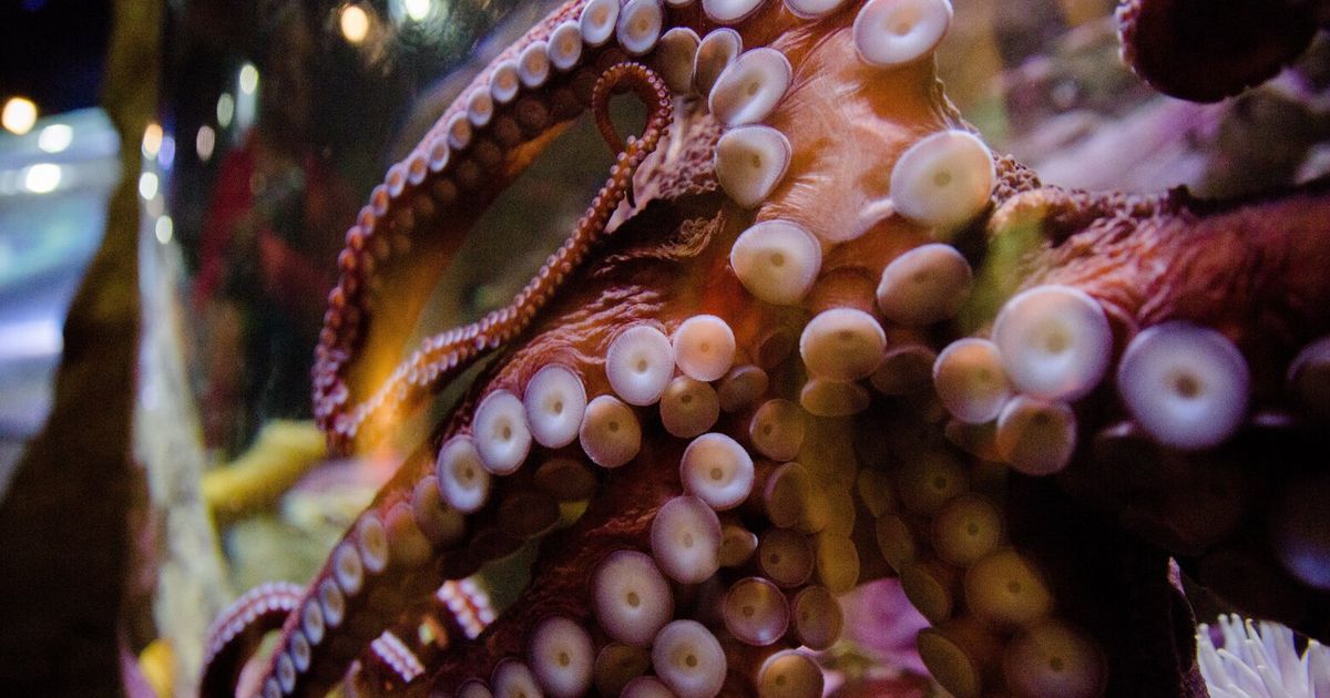 Scientists say the world’s oldest octopus fossil isn’t an octopus after all