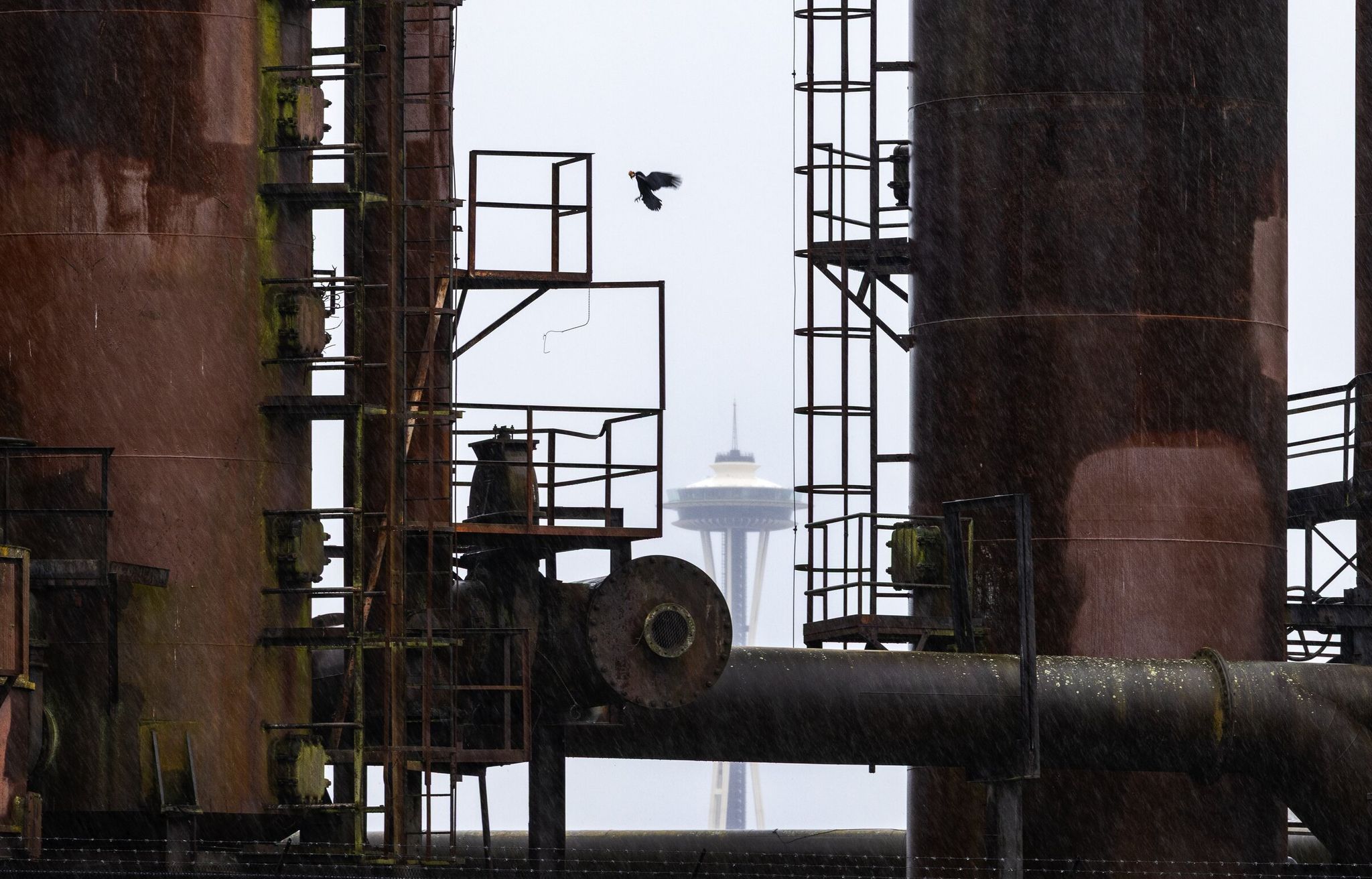 At least three people have died and 11 others seriously injured in climbing accidents at Gas Works Park since 2012. (Ken Lambert / The Seattle Times)