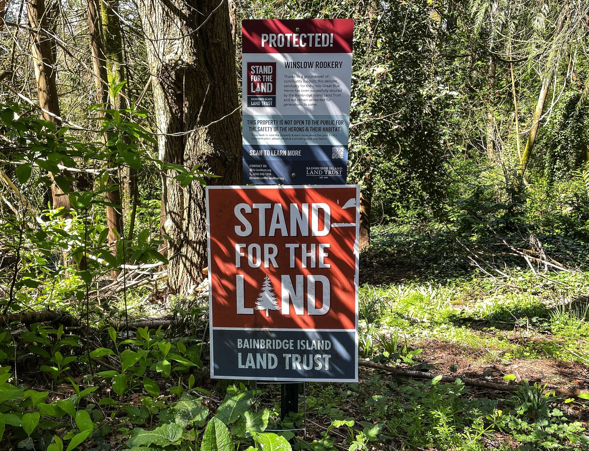 Signs installed by the Bainbridge Island Land Trust mark the area where the great blue heron colony is thriving. (Ken Lambert / The Seattle Times)
