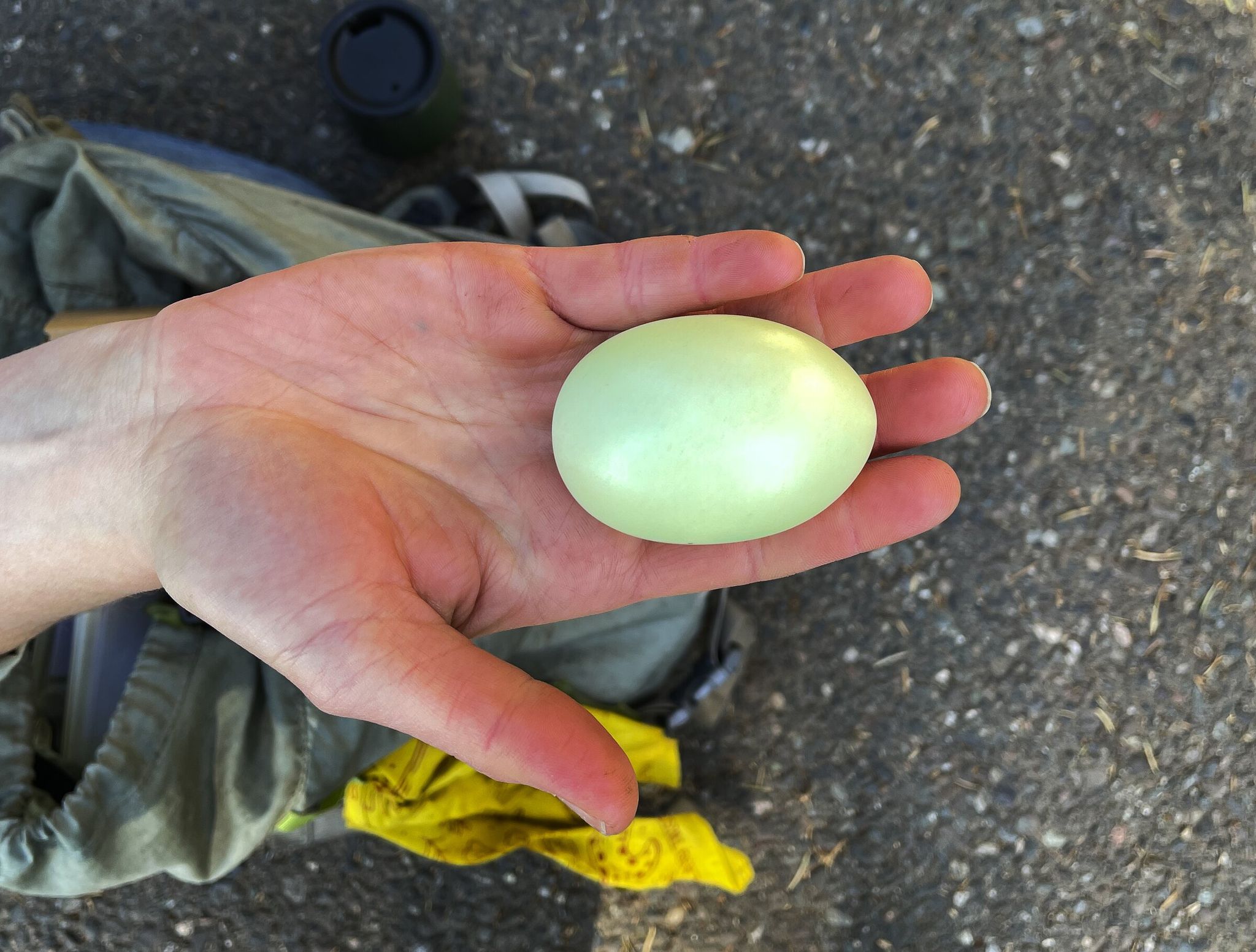 Megan Rorssen, community education coordinator at the Bainbridge Island Land Trust, holds a model great blue heron egg to show its size and color. (Ken Lambert / The Seattle Times)