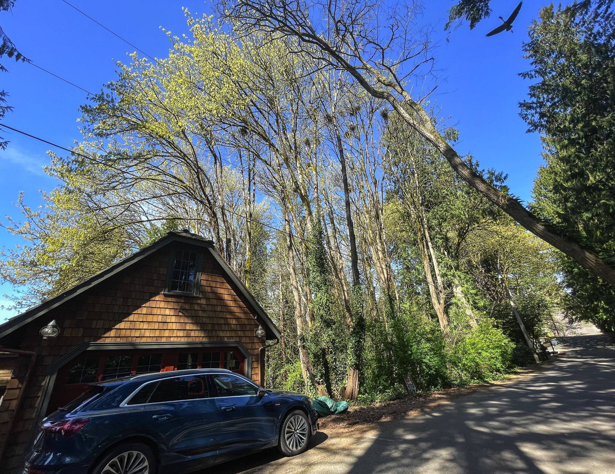 A great blue heron, top right, returns to the nesting colony near a private home's garage this month on Bainbridge Island. (Ken Lambert / The Seattle Times)