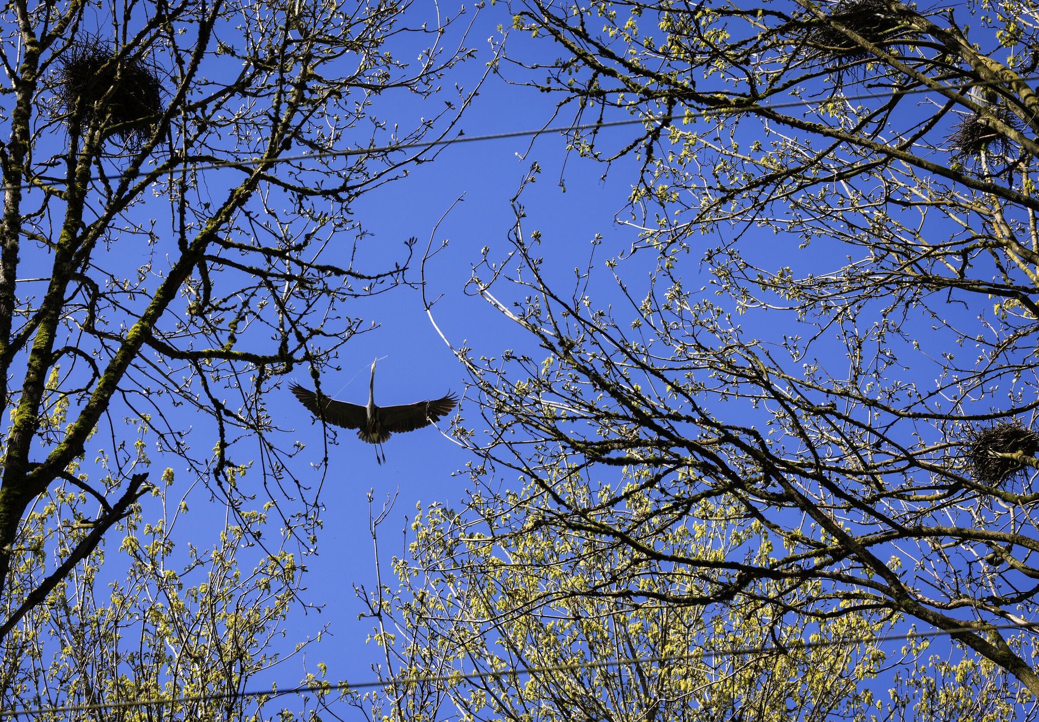 Framed by neighborhood power lines, a great blue heron brings a stick to a nest at the top of a tree on Bainbridge Island. (Ken Lambert / The Seattle Times)
